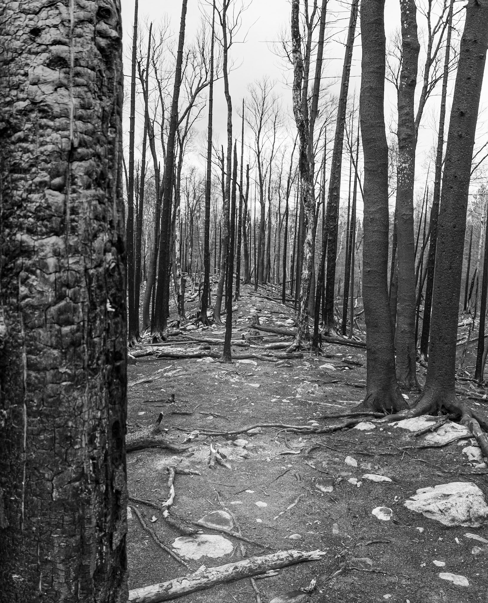 The ridge of this hill was so lonely. Although impressive to be able to see such distances, I couldn't help wonder what this old pine forest looked like pre-fire.