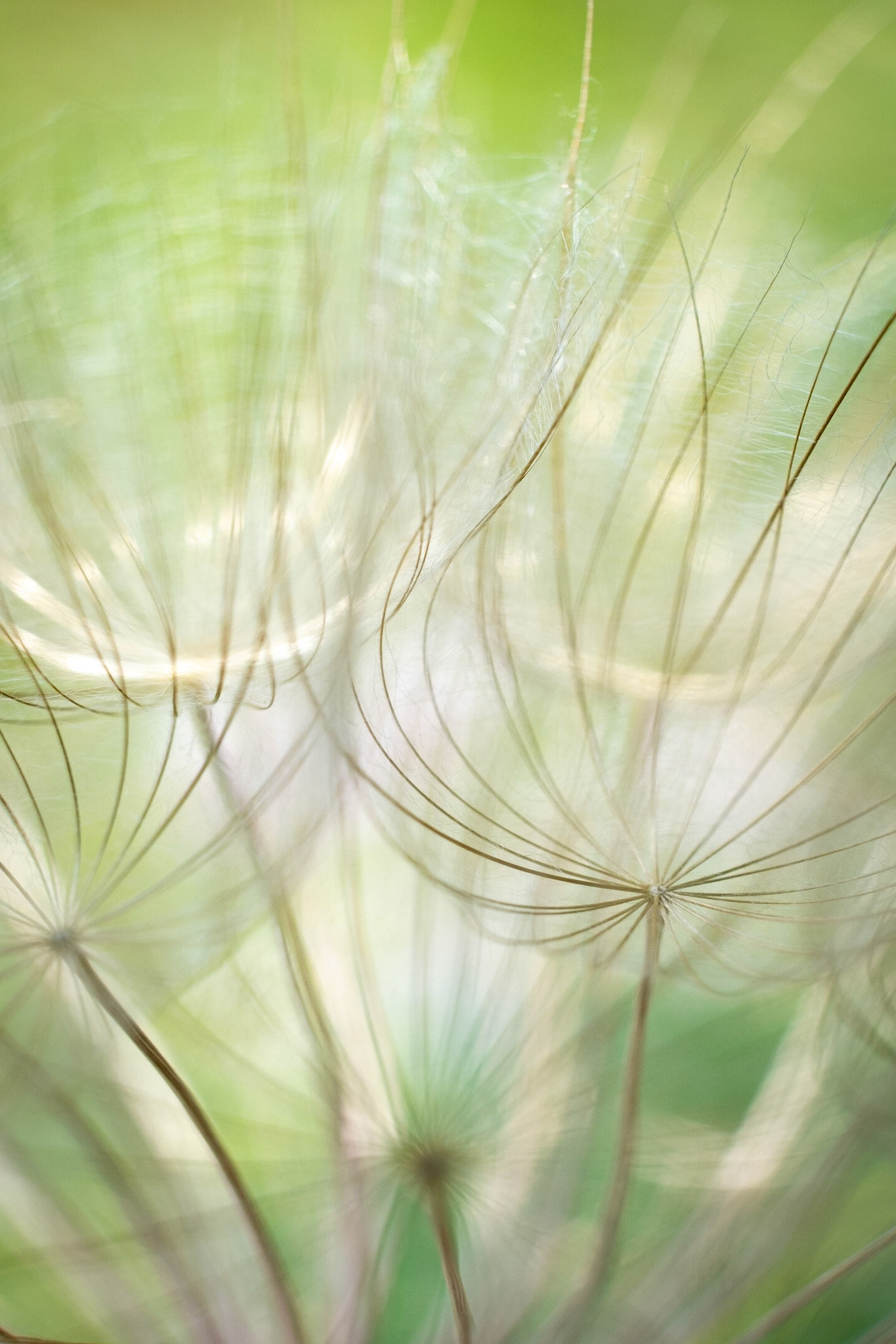 The Seeds of Salsify - The gentle seeds of a salsify plant. Ready to horrify that one neighbor that yells Keep Off The Lawn!