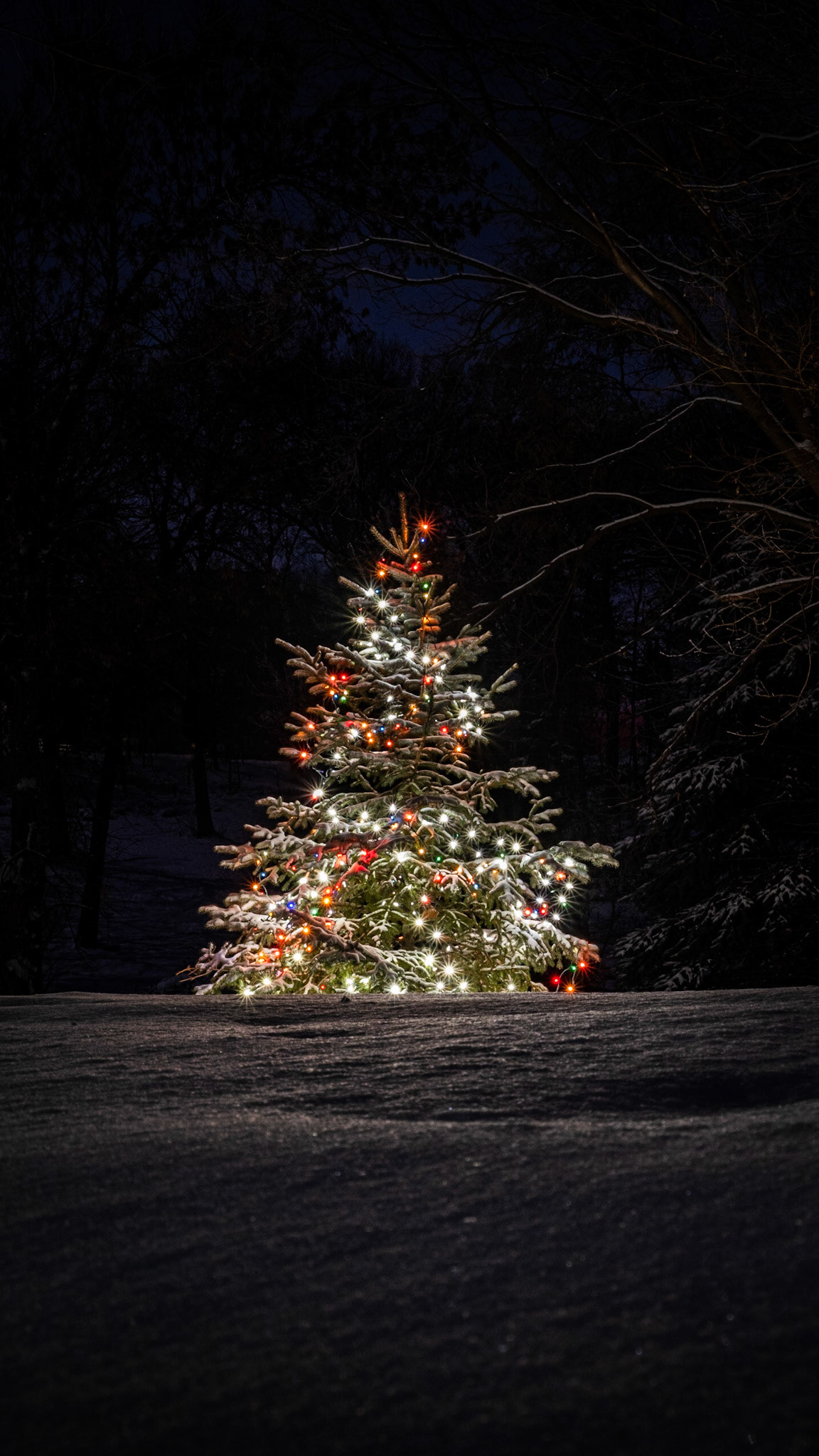 A lone tree in a field. Do you know how hard it is to find a tree by itself with snow on it with all this wind? But thankfully, there it is.