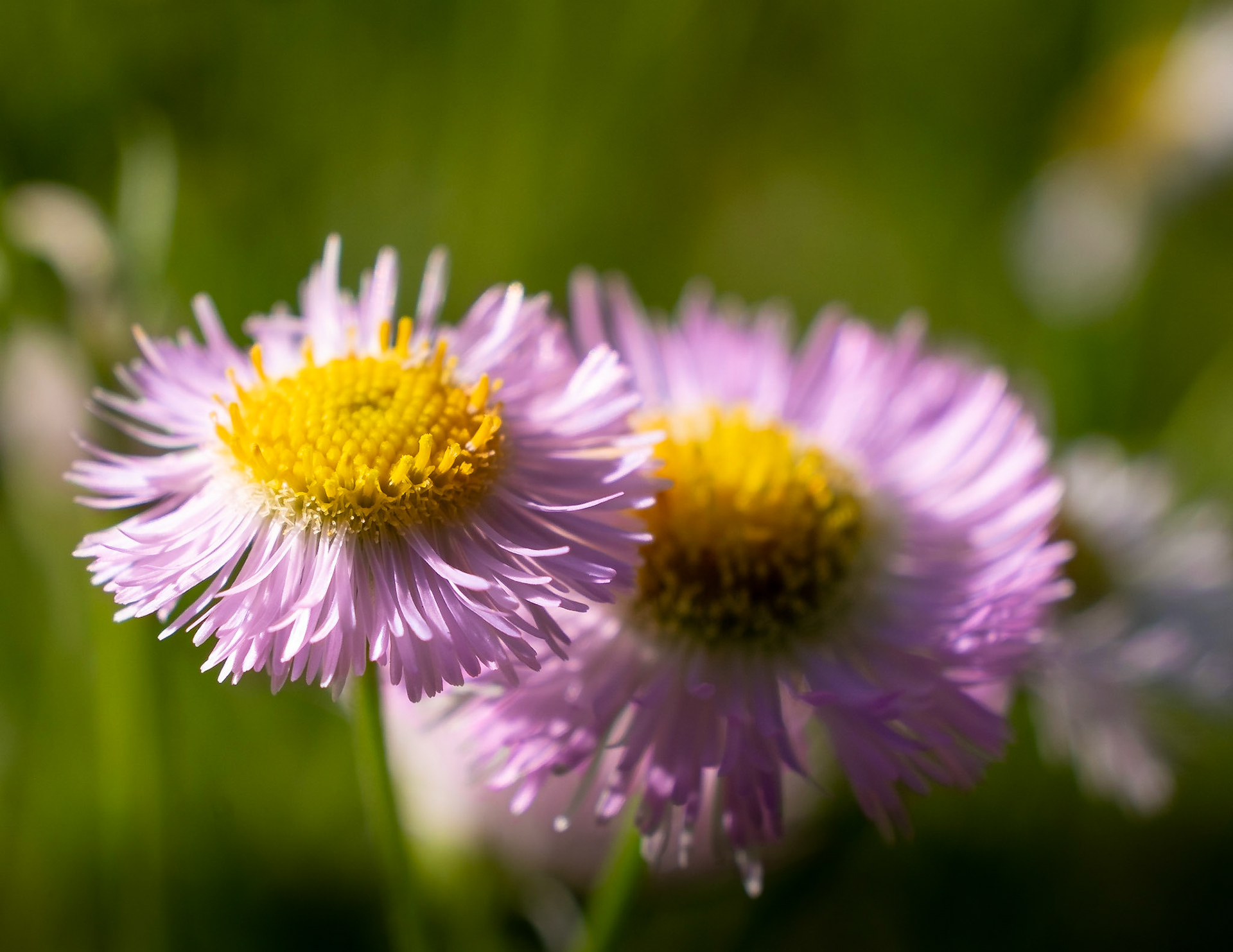Symphyotrichum oblongifolium, the aromatic aster, is a species of flowering plant in the daisy family.  Just a dainty flower, the size of my little fingers nail.