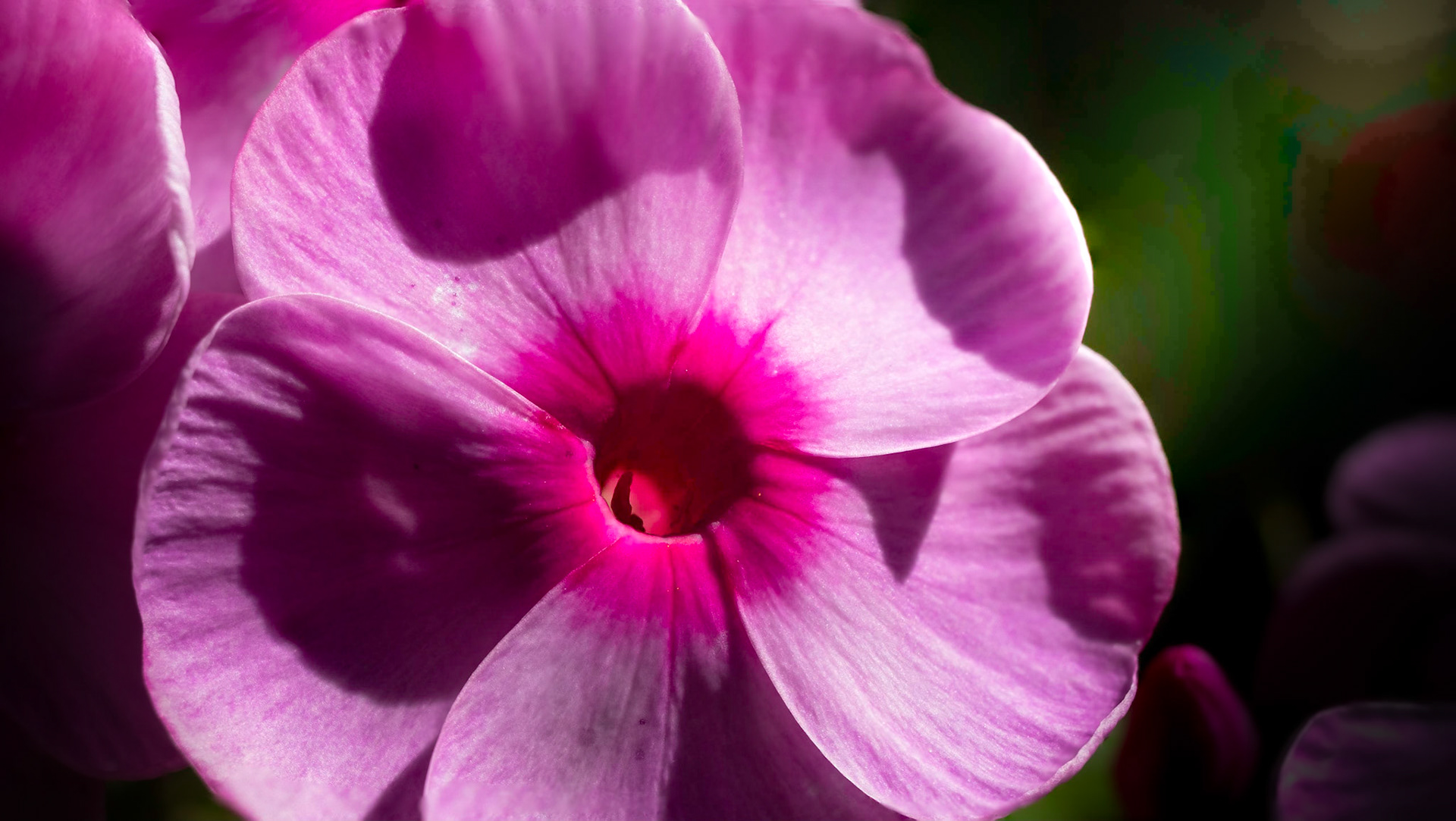 A little early bloom from a Phlox plant that's been in the family for a few generations.