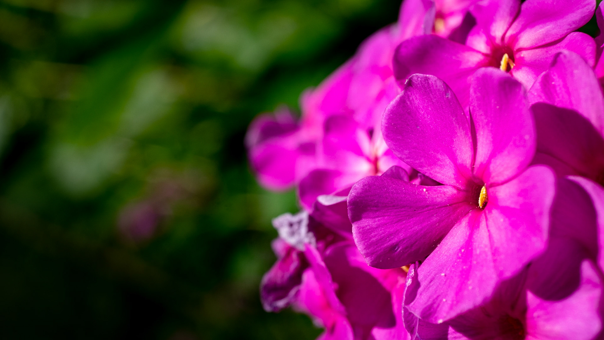 A little fuchsia slap in the face -  The colors were certainly in full force here, and so intense against that green!