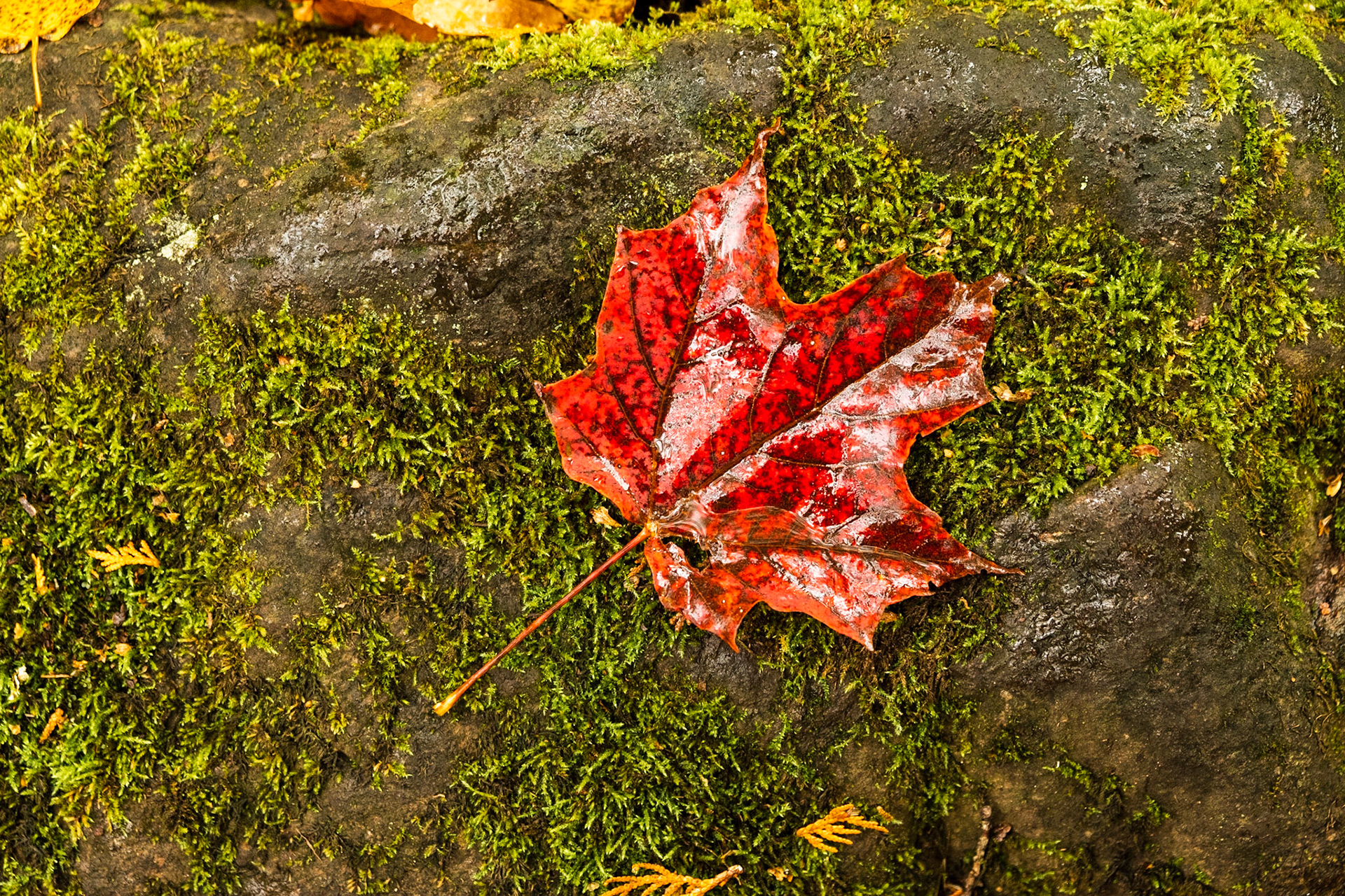 Thinking of Christmas with this fall color scheme.