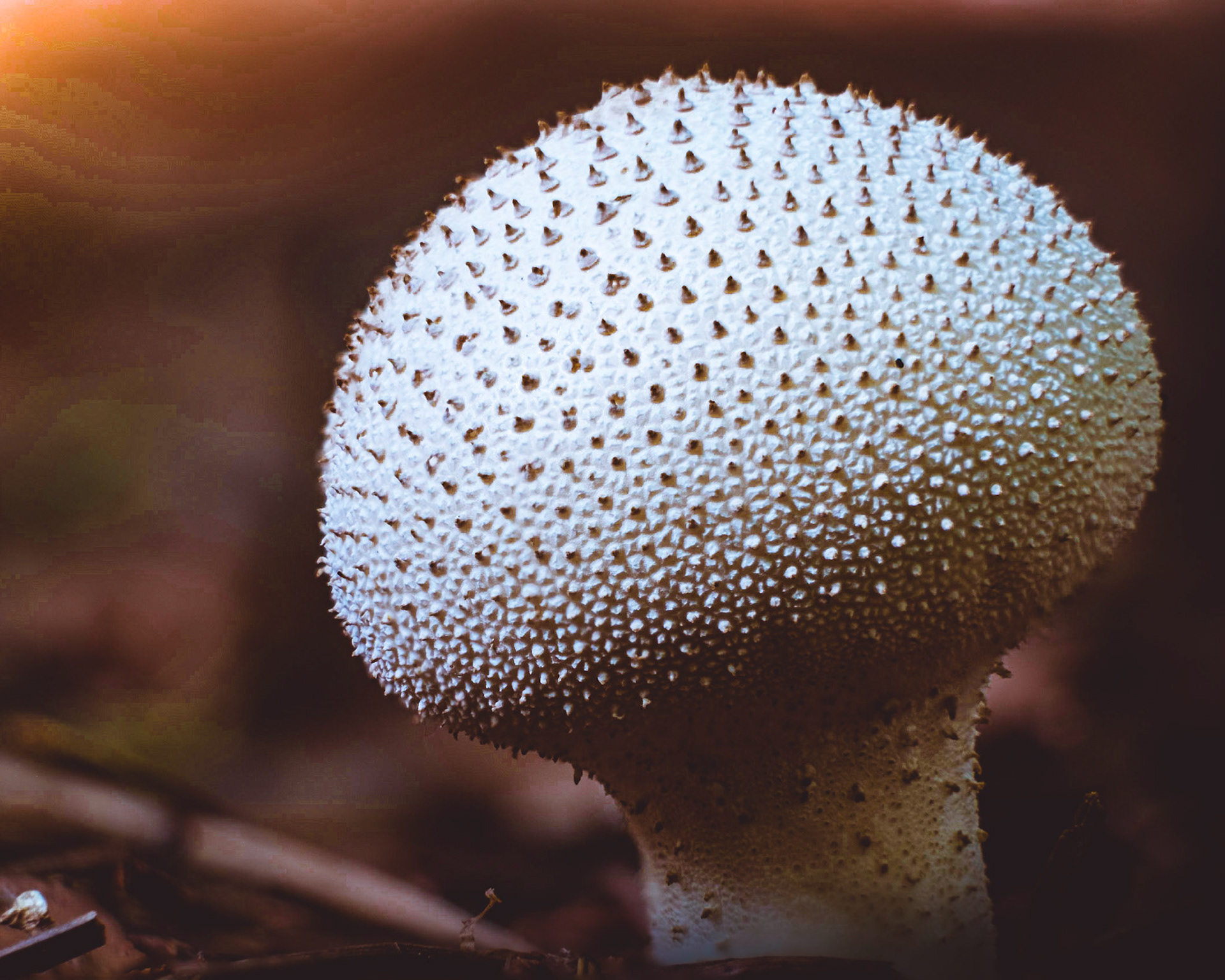 What kind of crazy mushroom is this!
