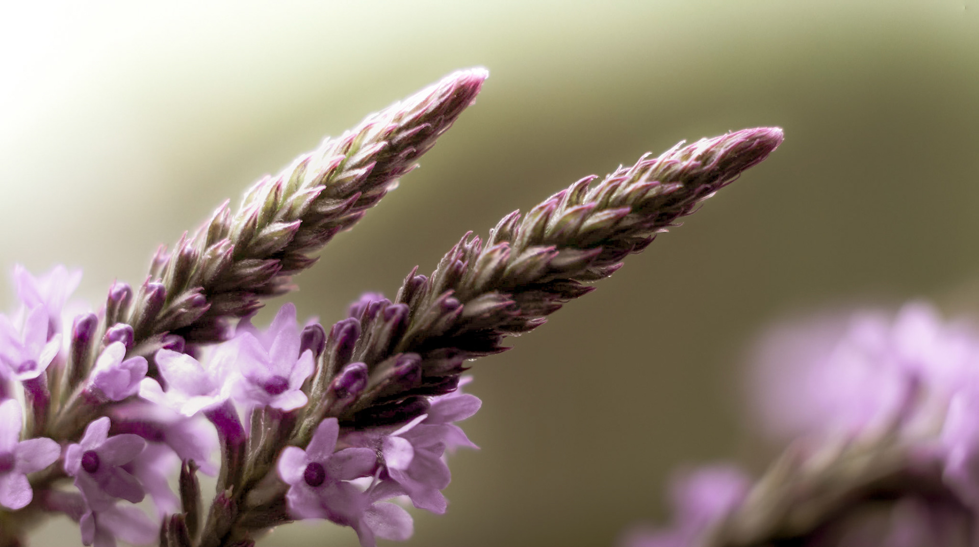 These Blue Vervain are like natures time clock. Once the flowers get to the end, summer is... I can't say the words, my clock is still in June.