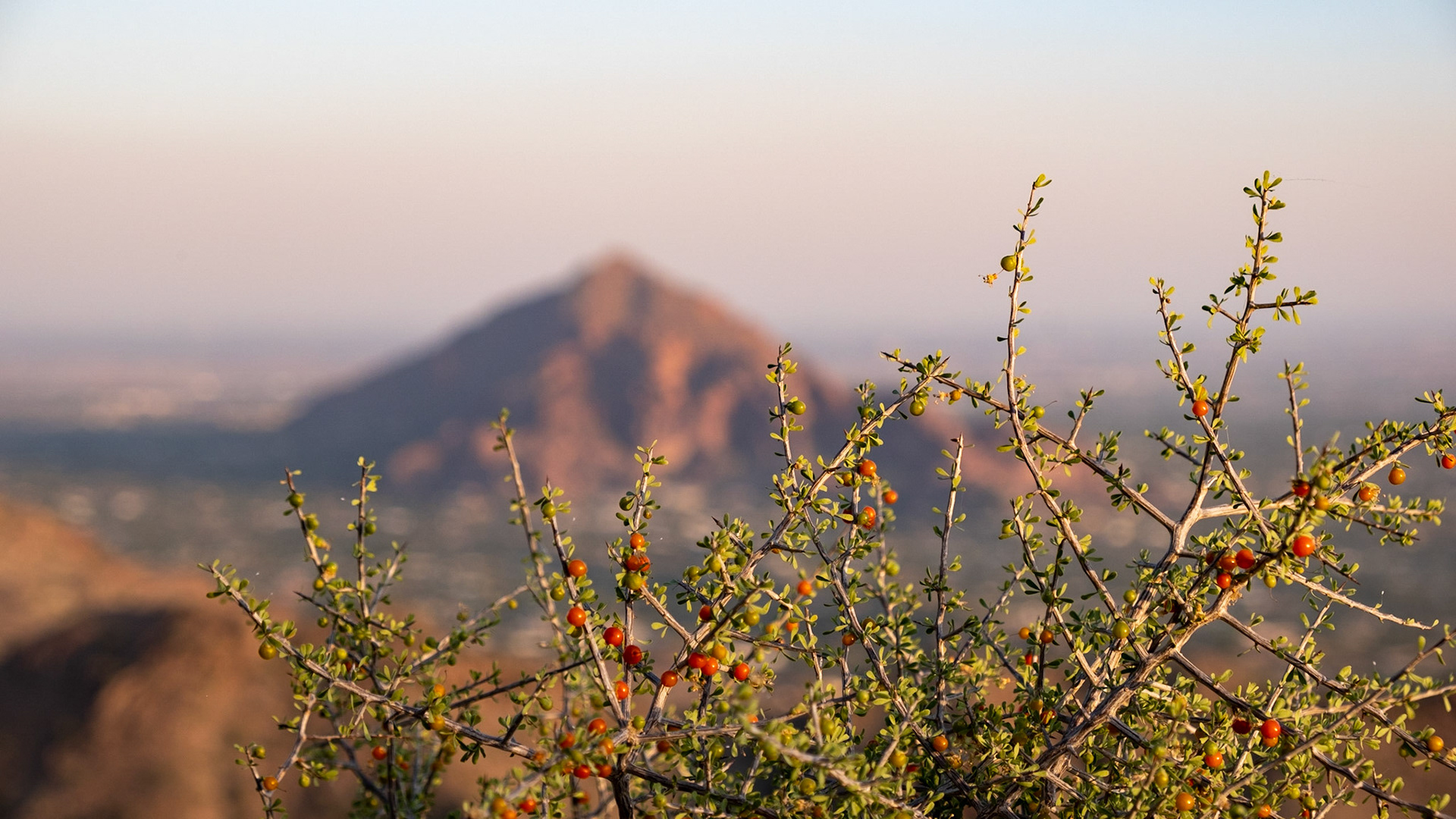 Some thorny bush with Camelback Mountain in the background.