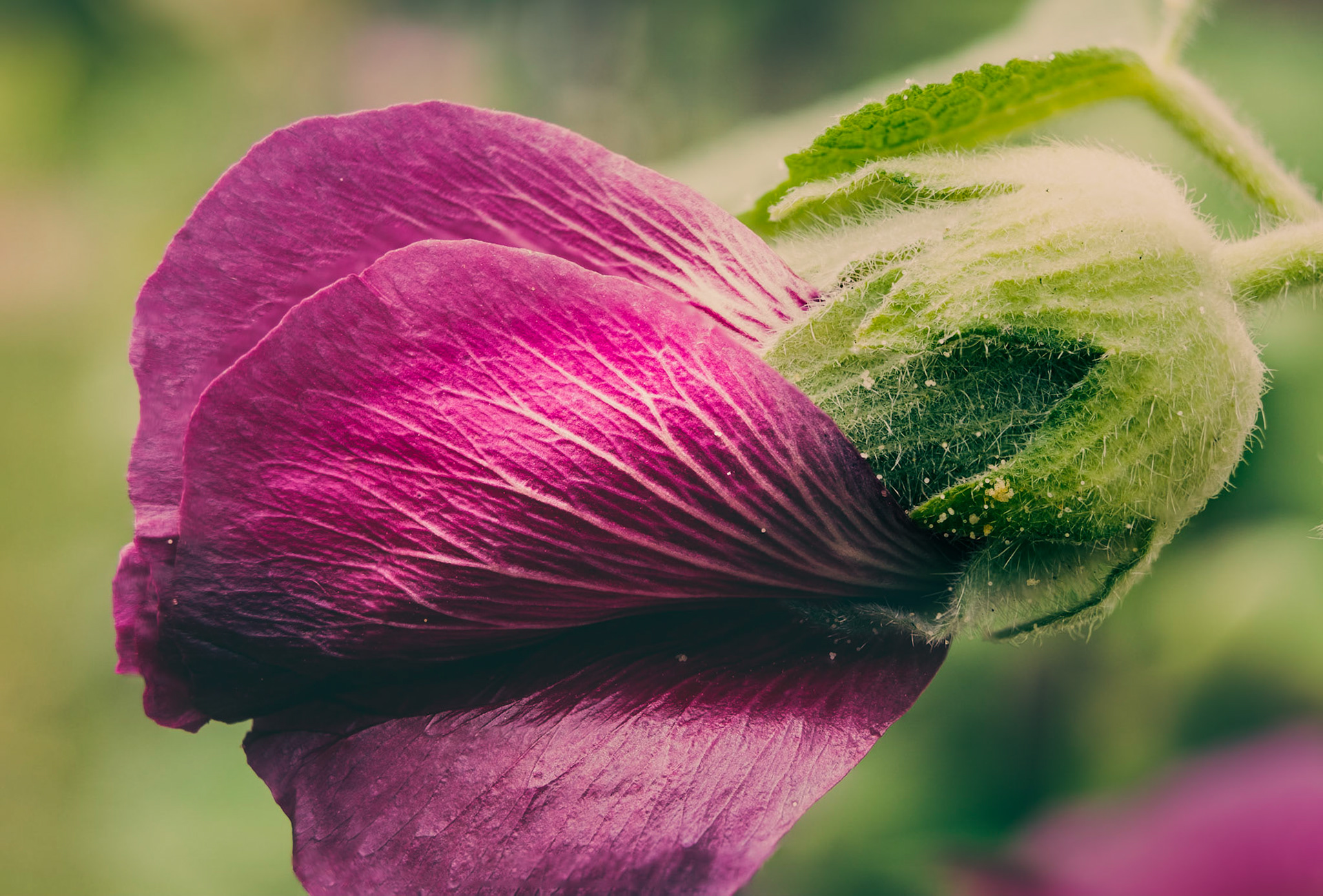 Hollyhock flower. No need to wait till it's open to enjoy the colors and textures of a flower.