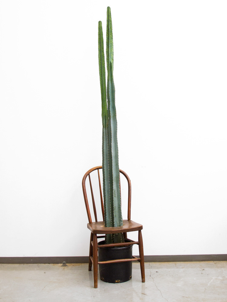 Cactus Chair (2010)