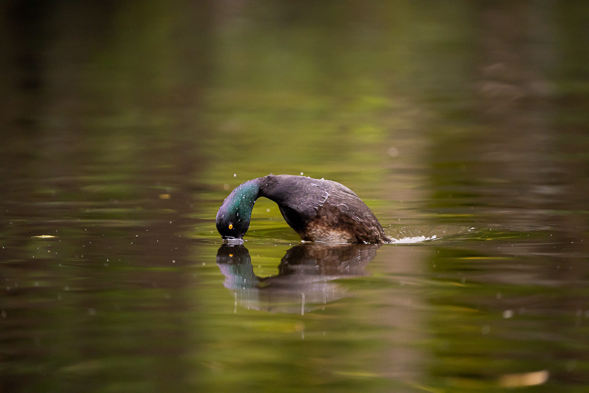 Fishing for a Reflection