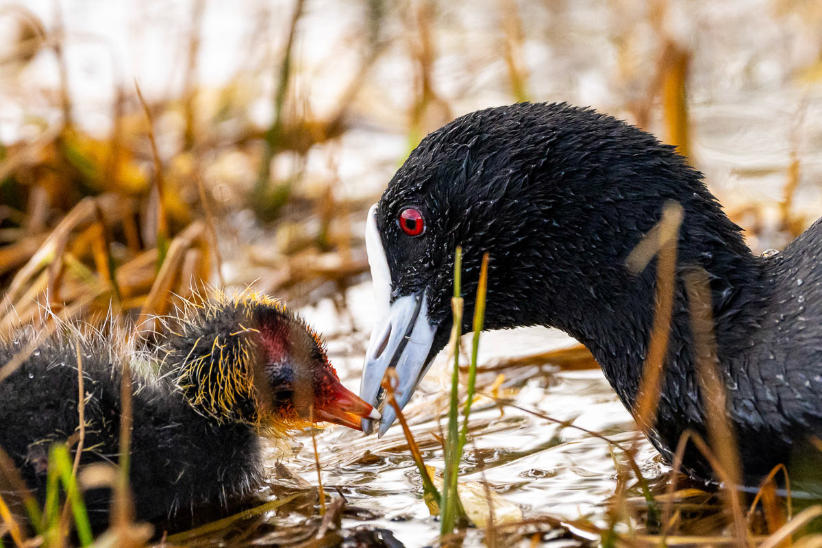 Motherhood