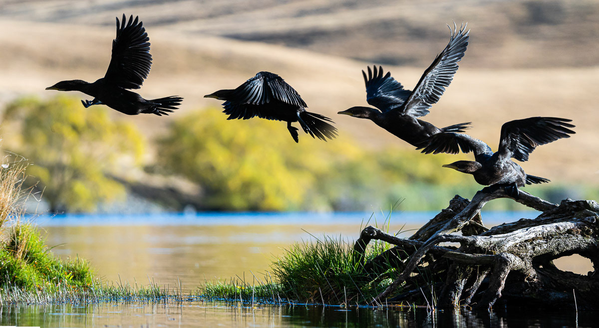 Taking Flight