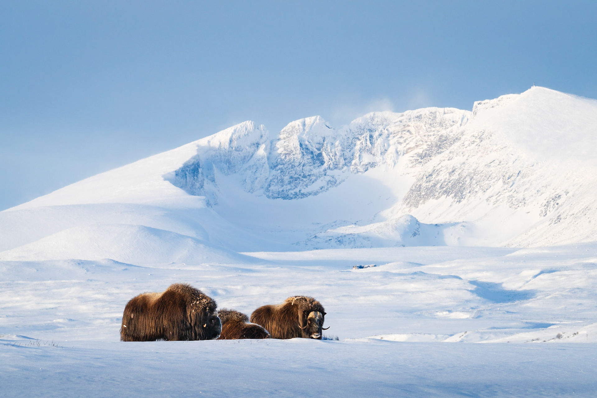 Dovrefjell