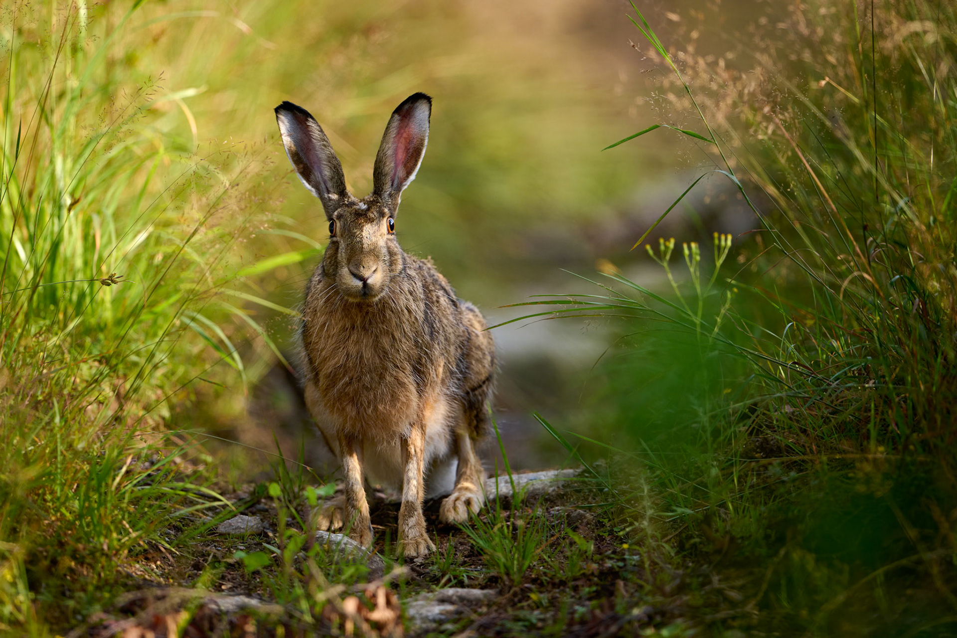 Hare