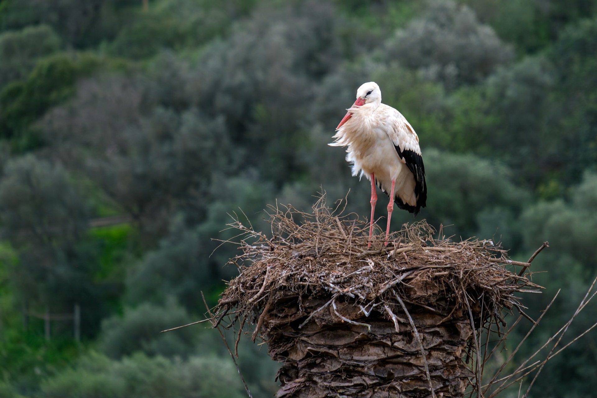 Stork