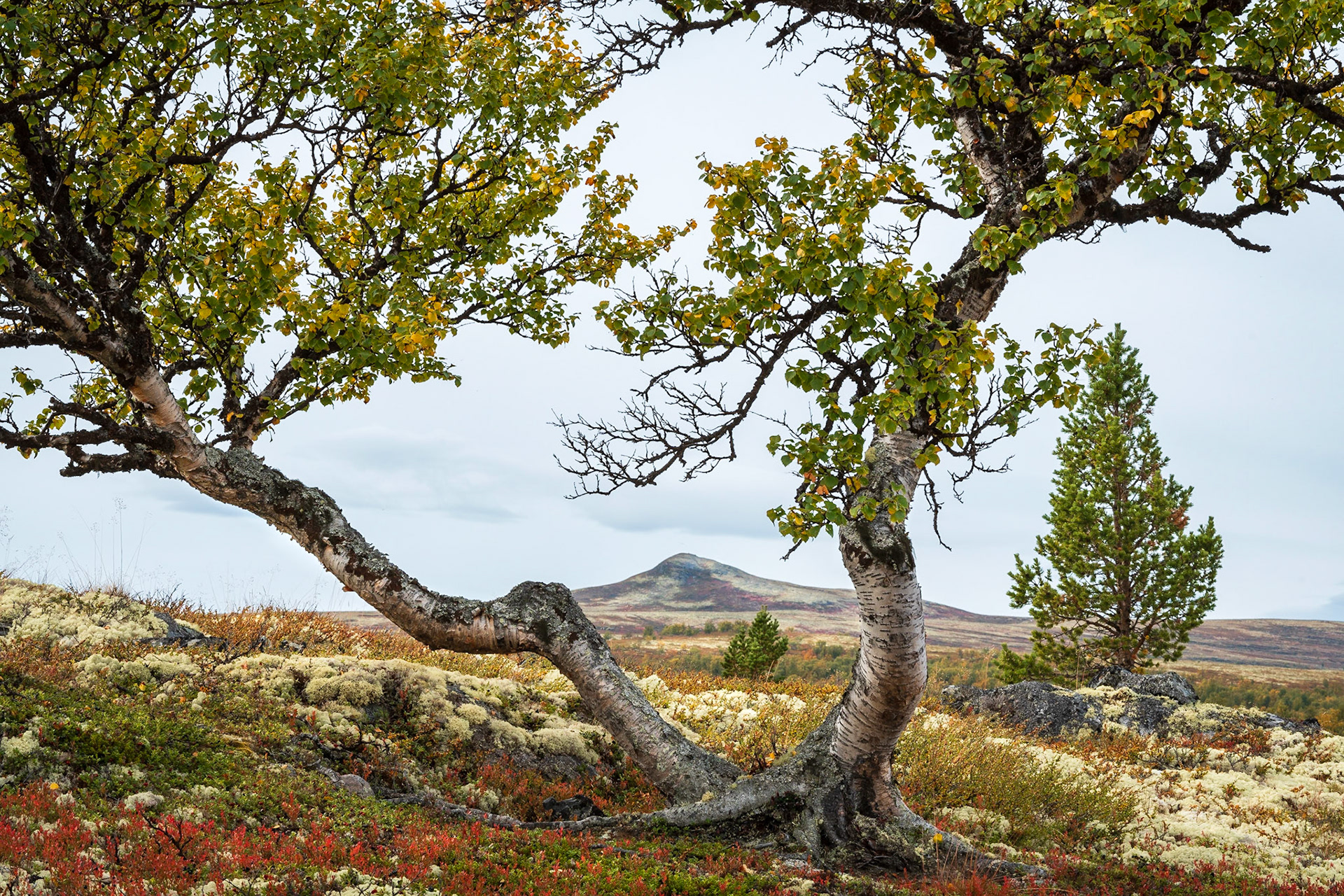 Fjellbjørk