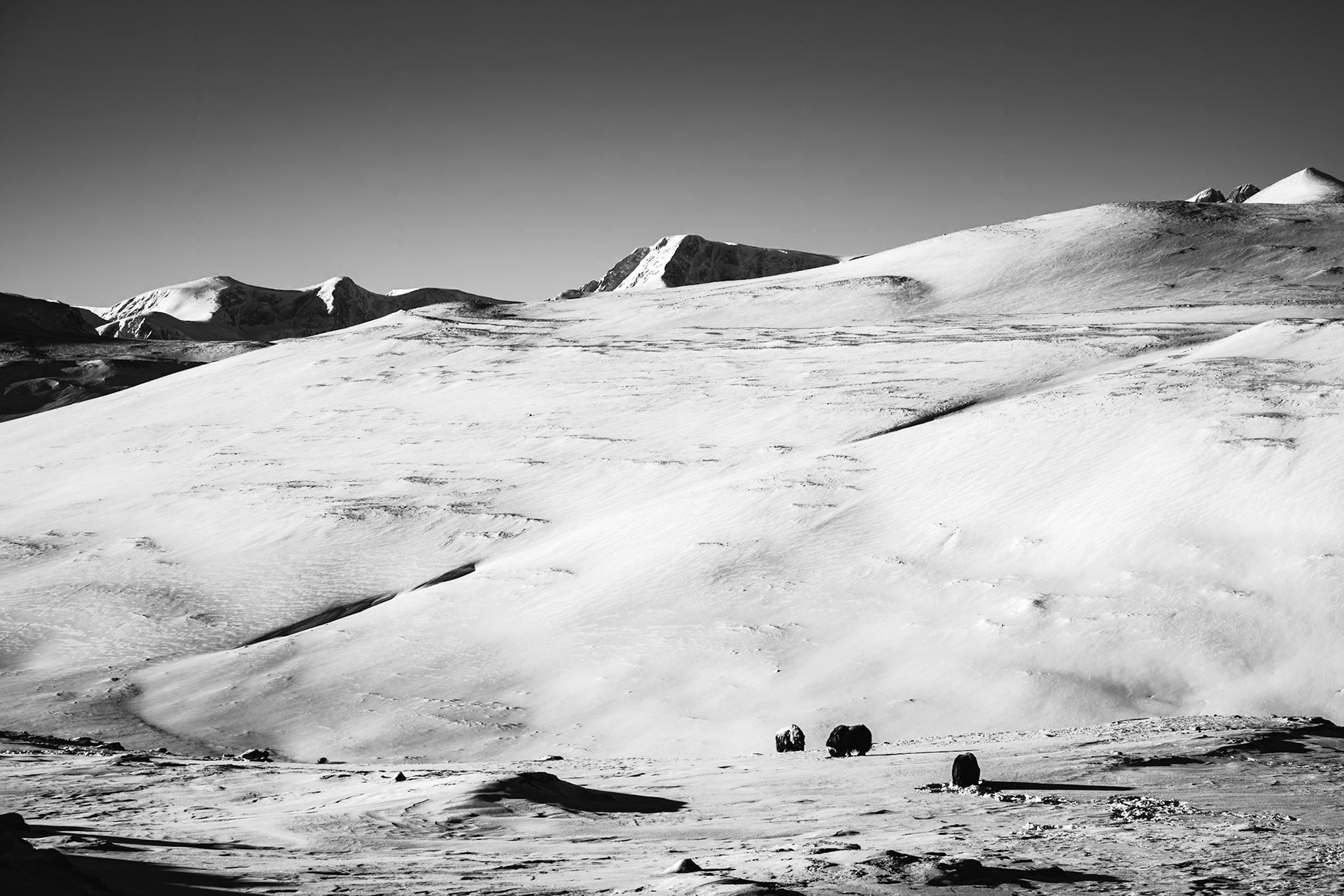 Dovrefjell