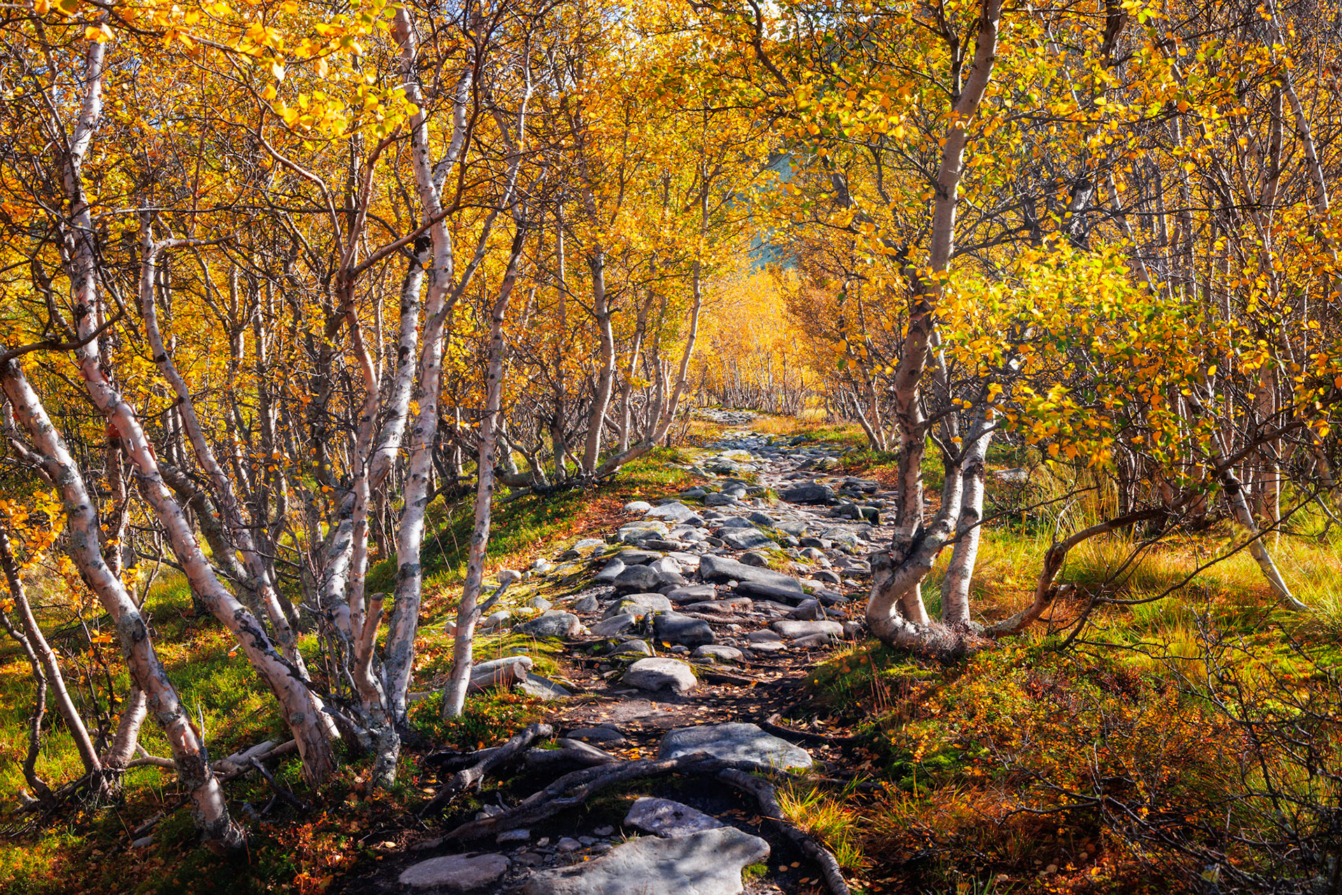 Rondane