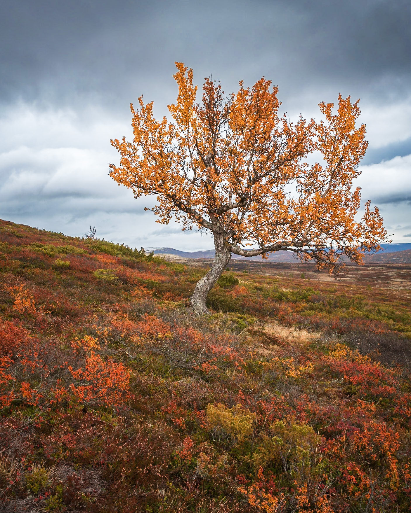 Høsttreet