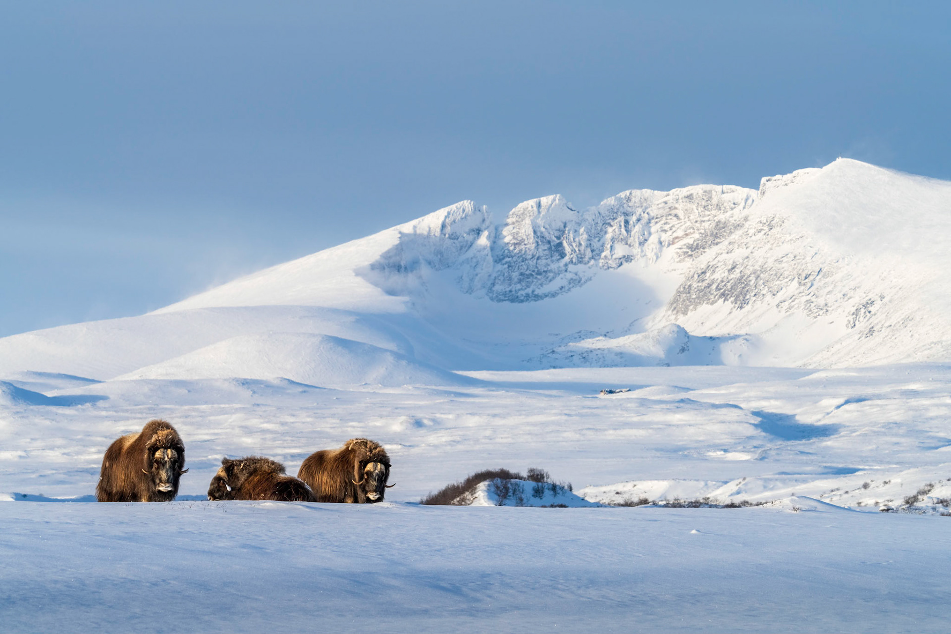 Dovrefjell