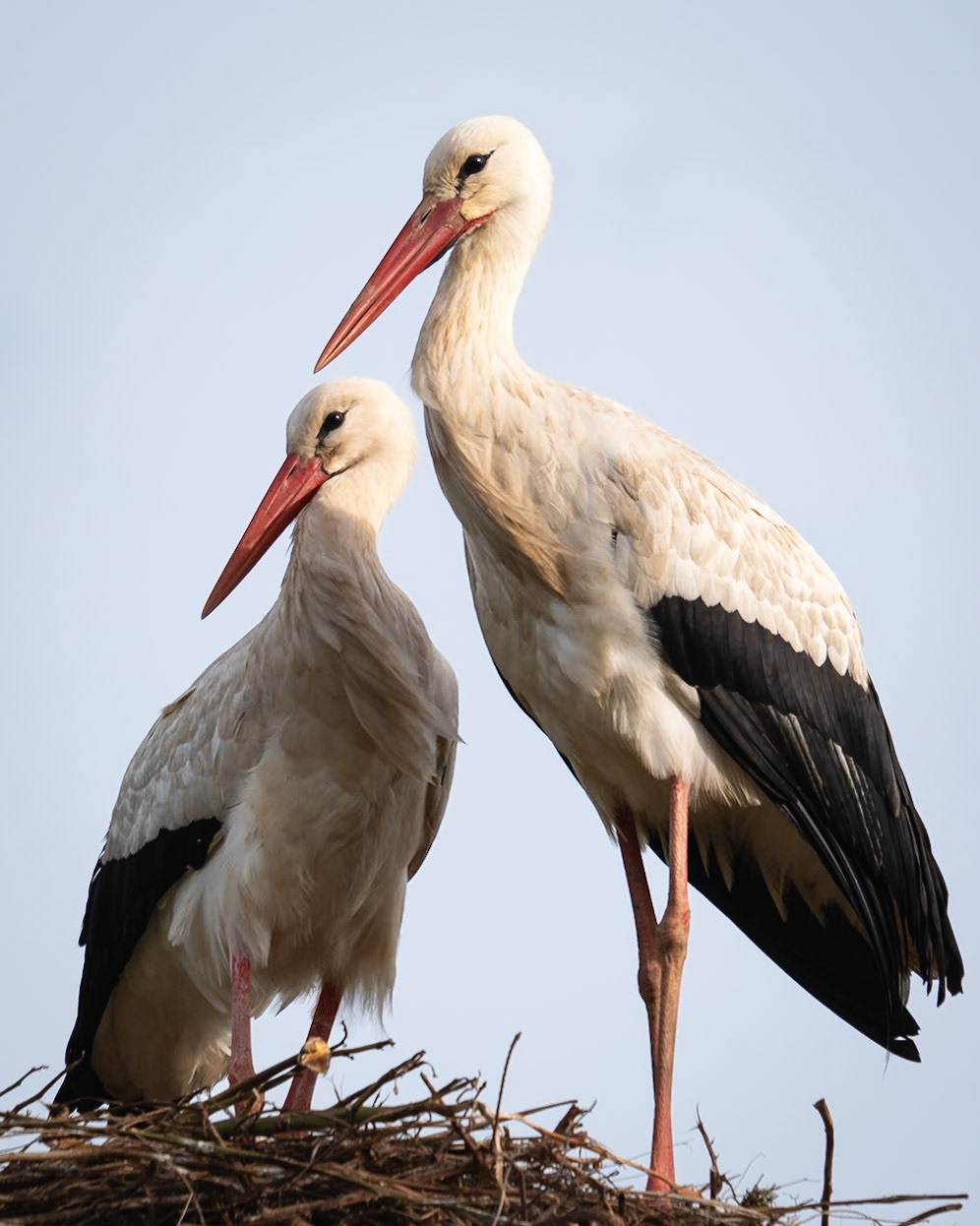 Stork