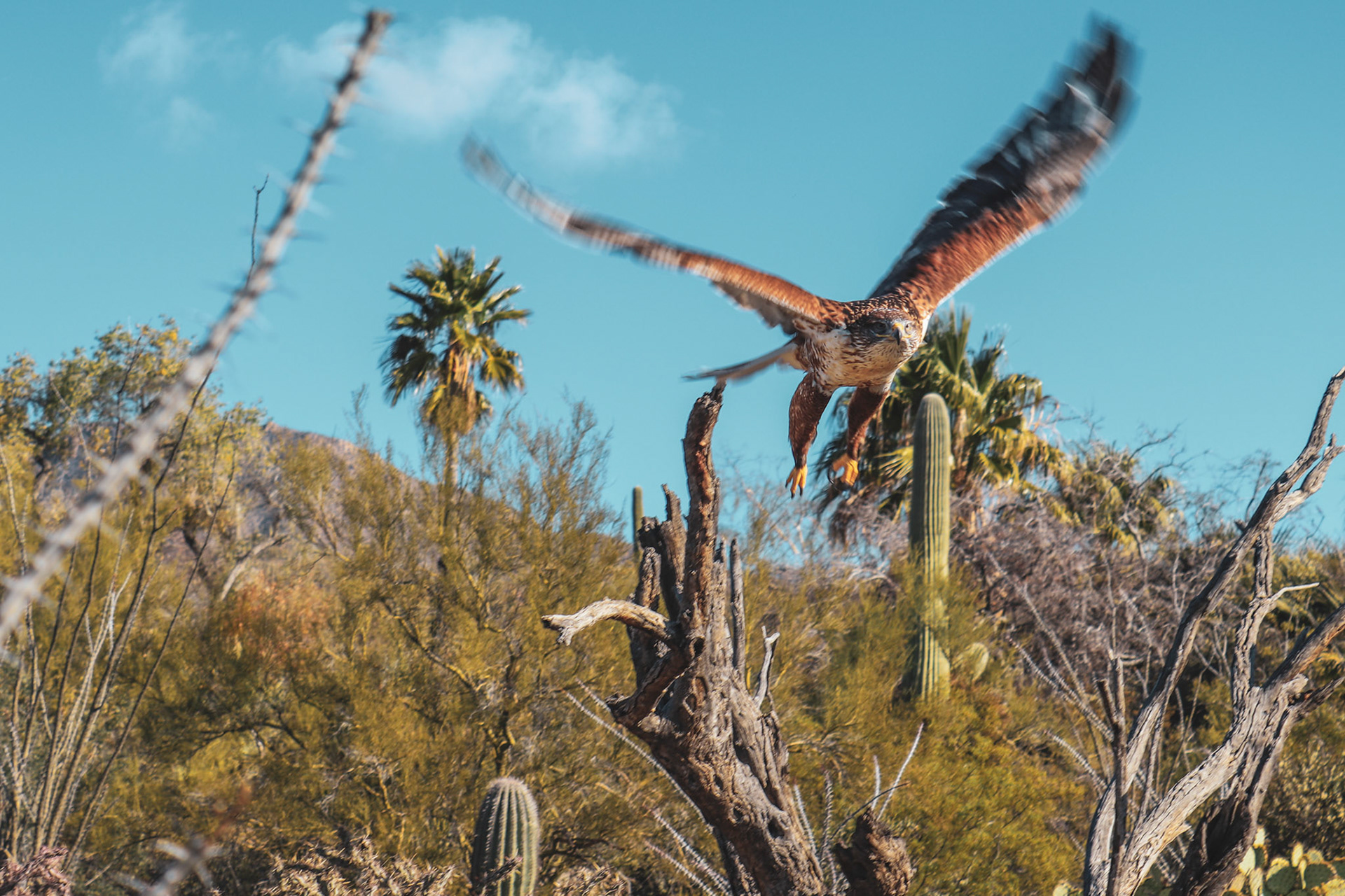 Arizona-Sonora Desert Museum