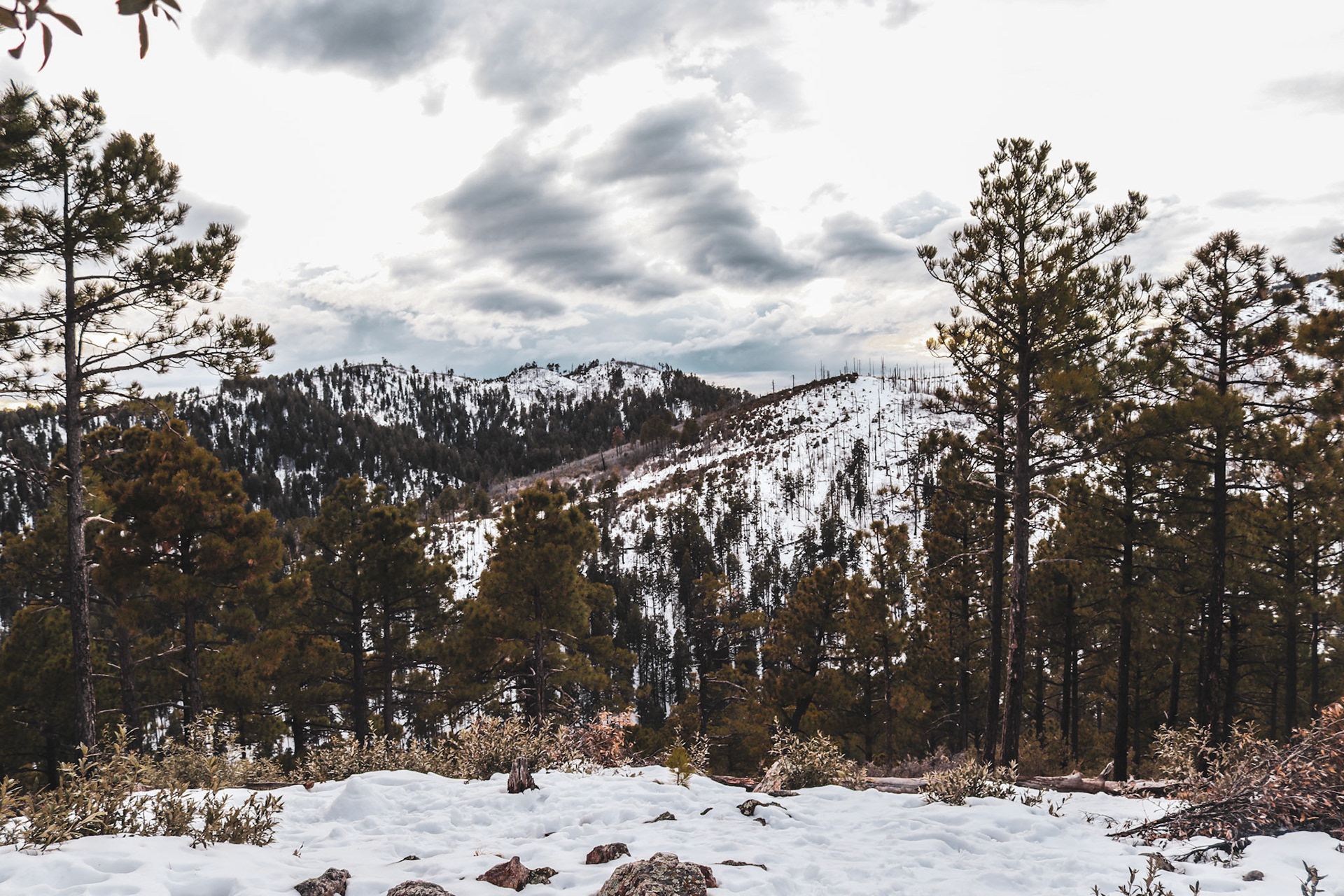 Mt Lemmon