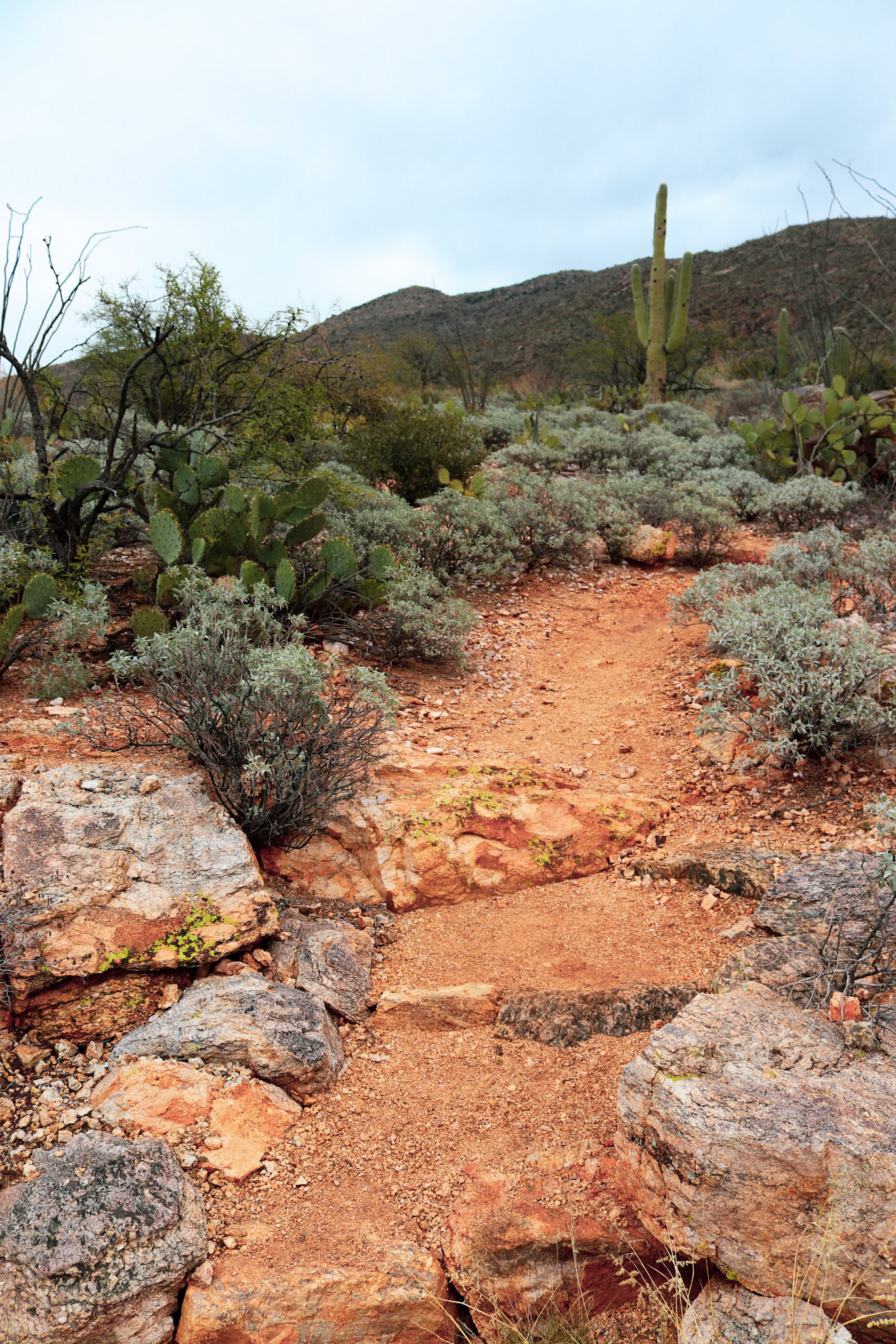Saguaro National Park