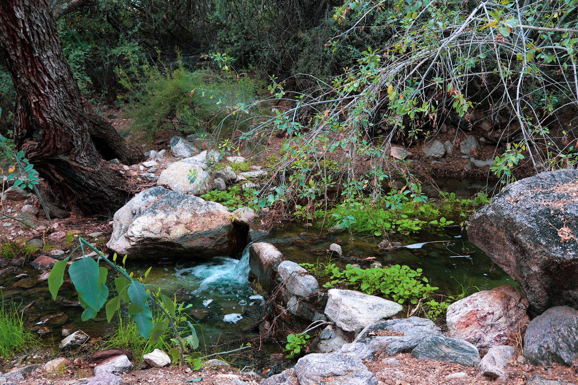 Loews Ventana Canyon Resort