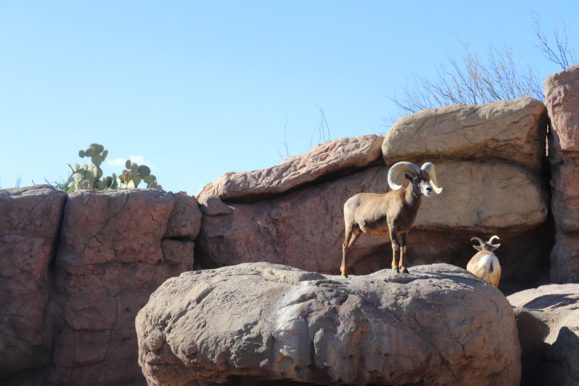 Arizona-Sonora Desert Museum