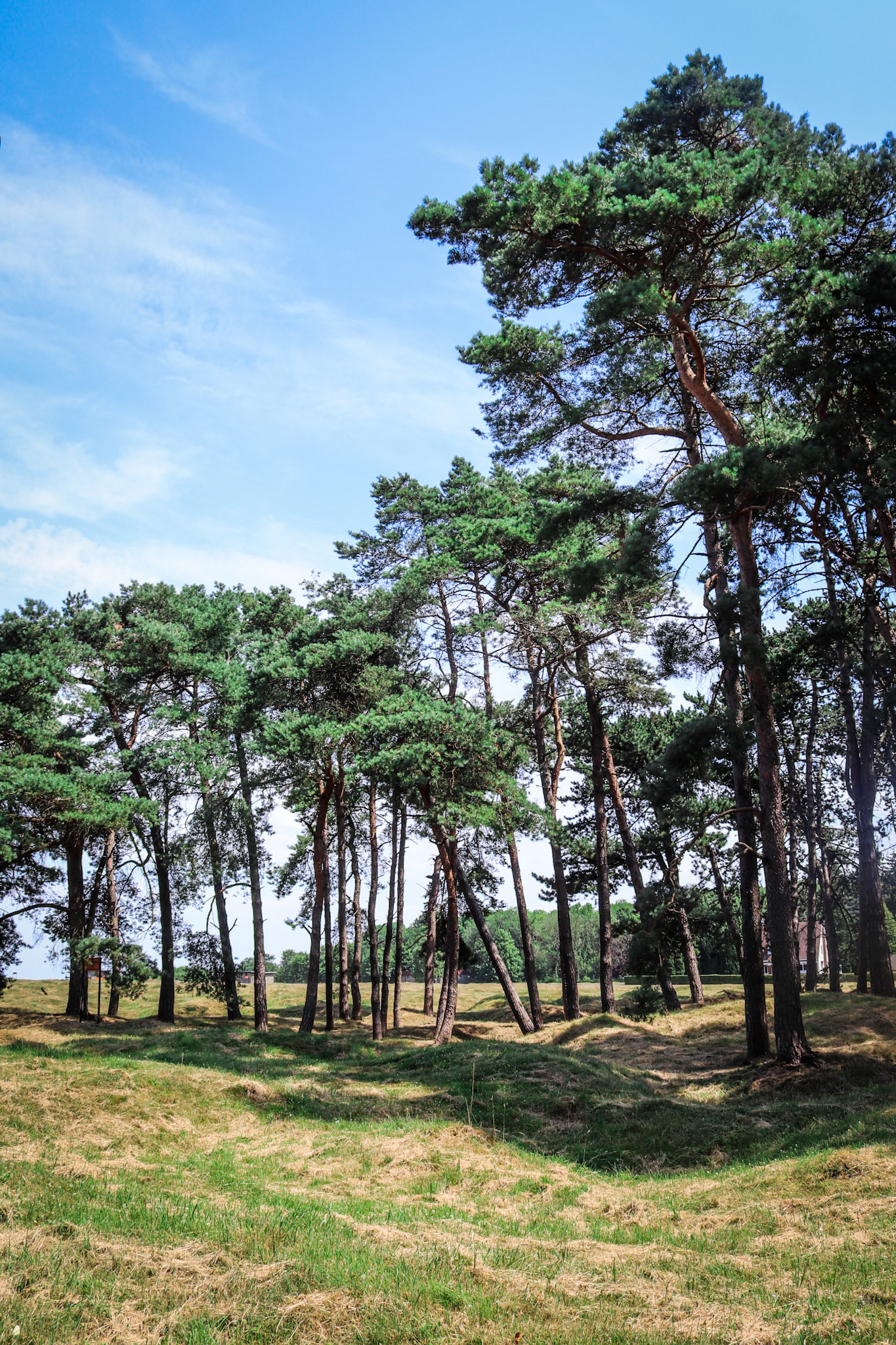 Vimy Ridge Forest