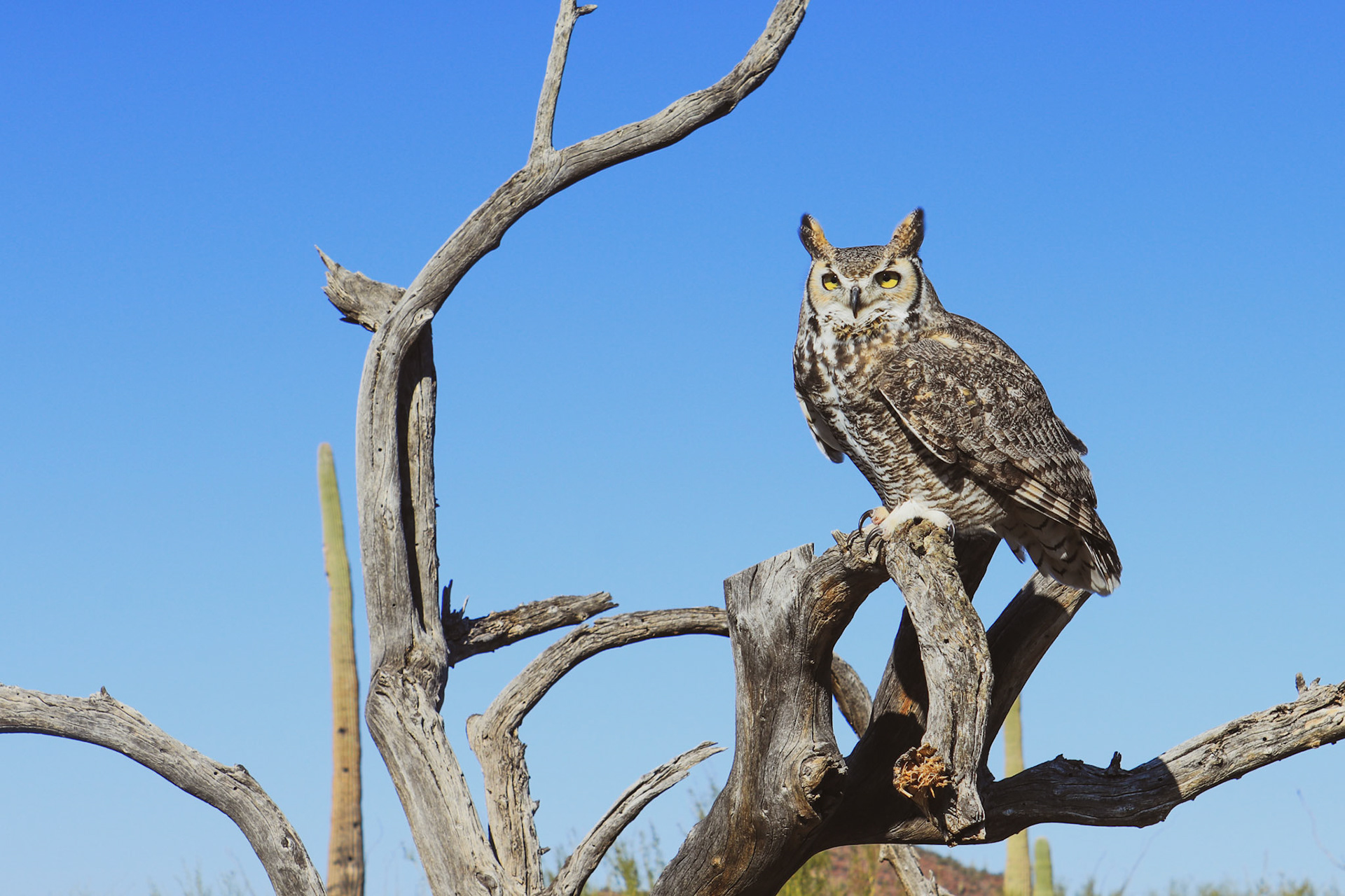Arizona-Sonora Desert Museum
