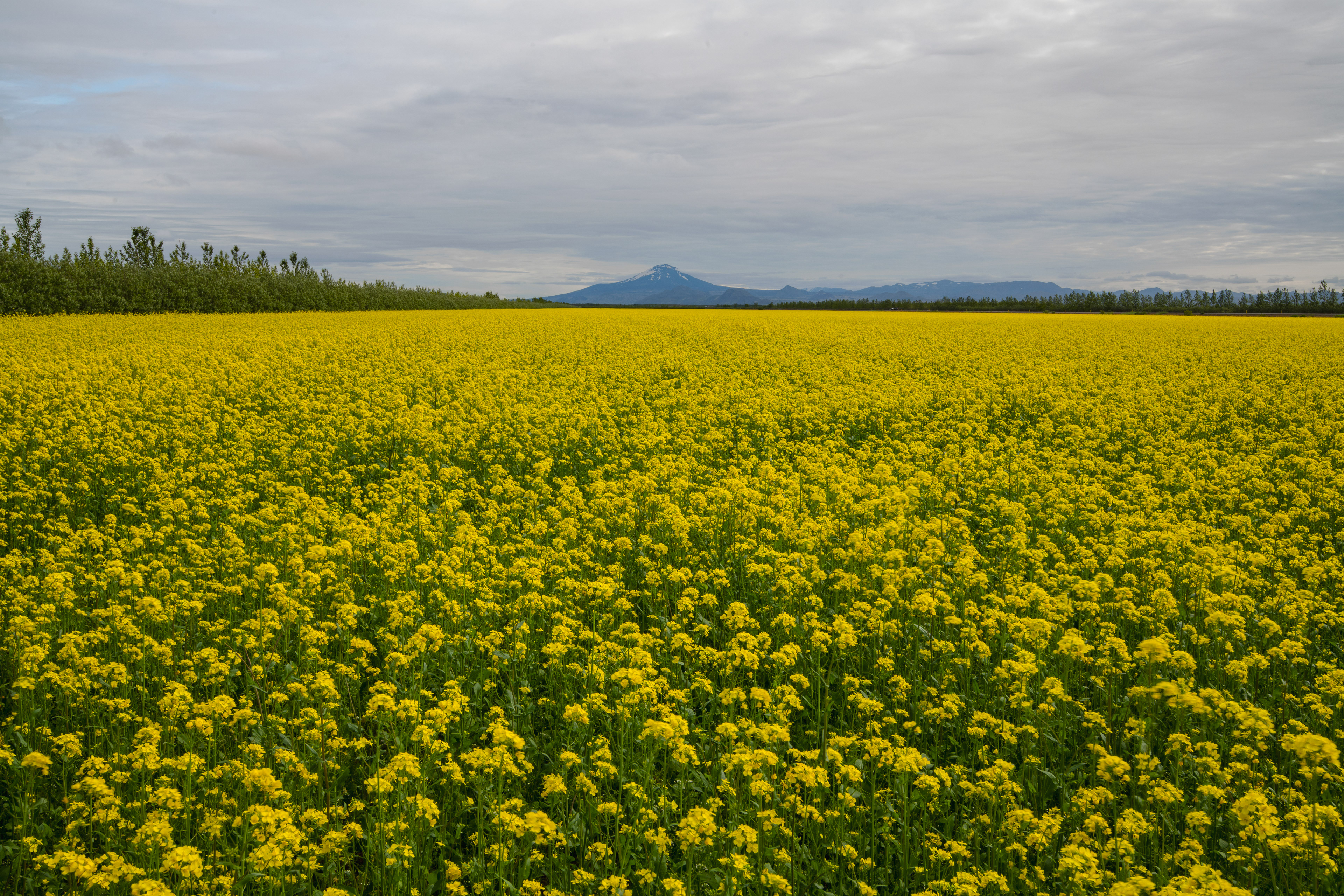 Hekla seen from the south 