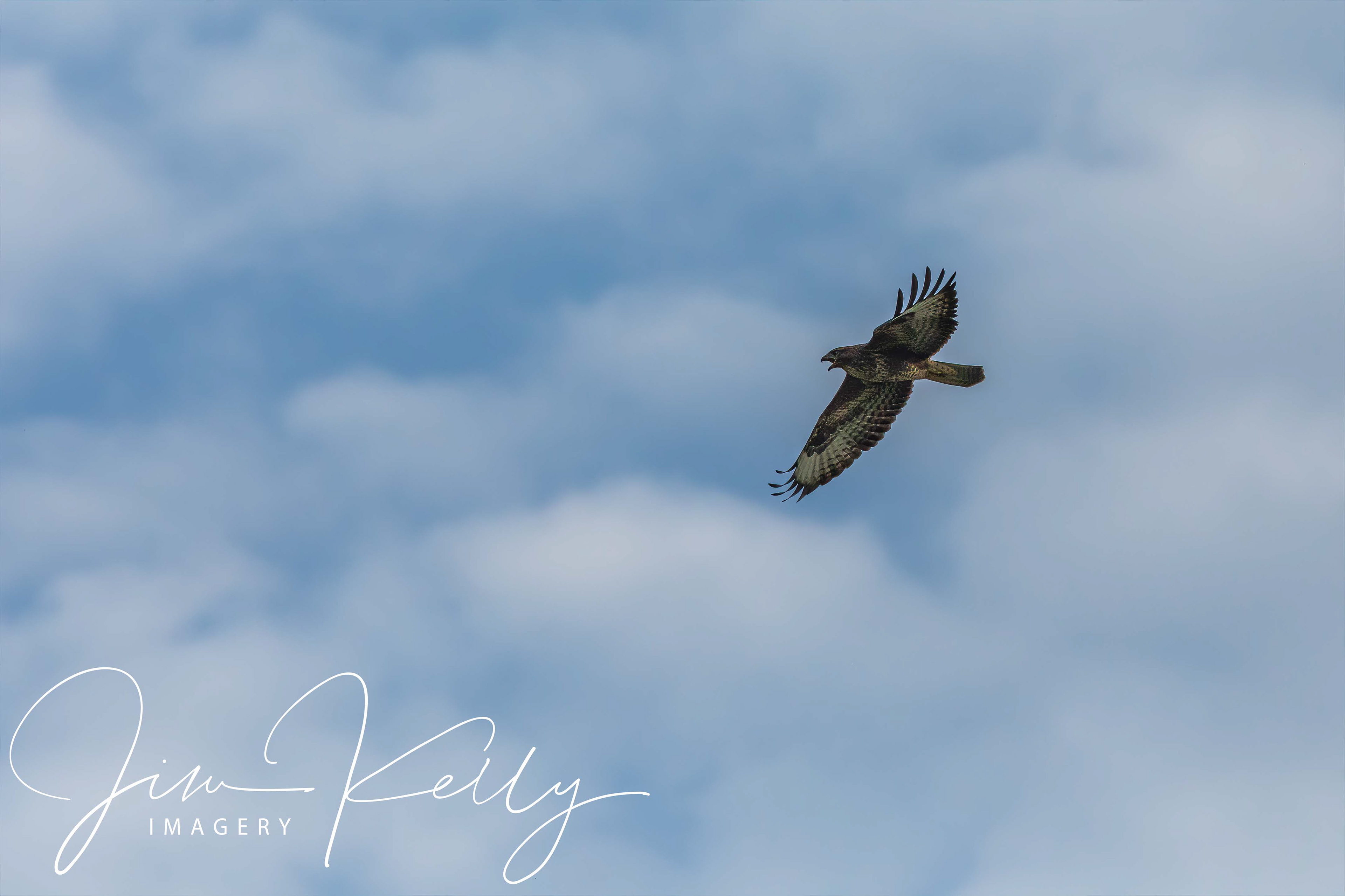 Soaring (Ref: DIG14741)