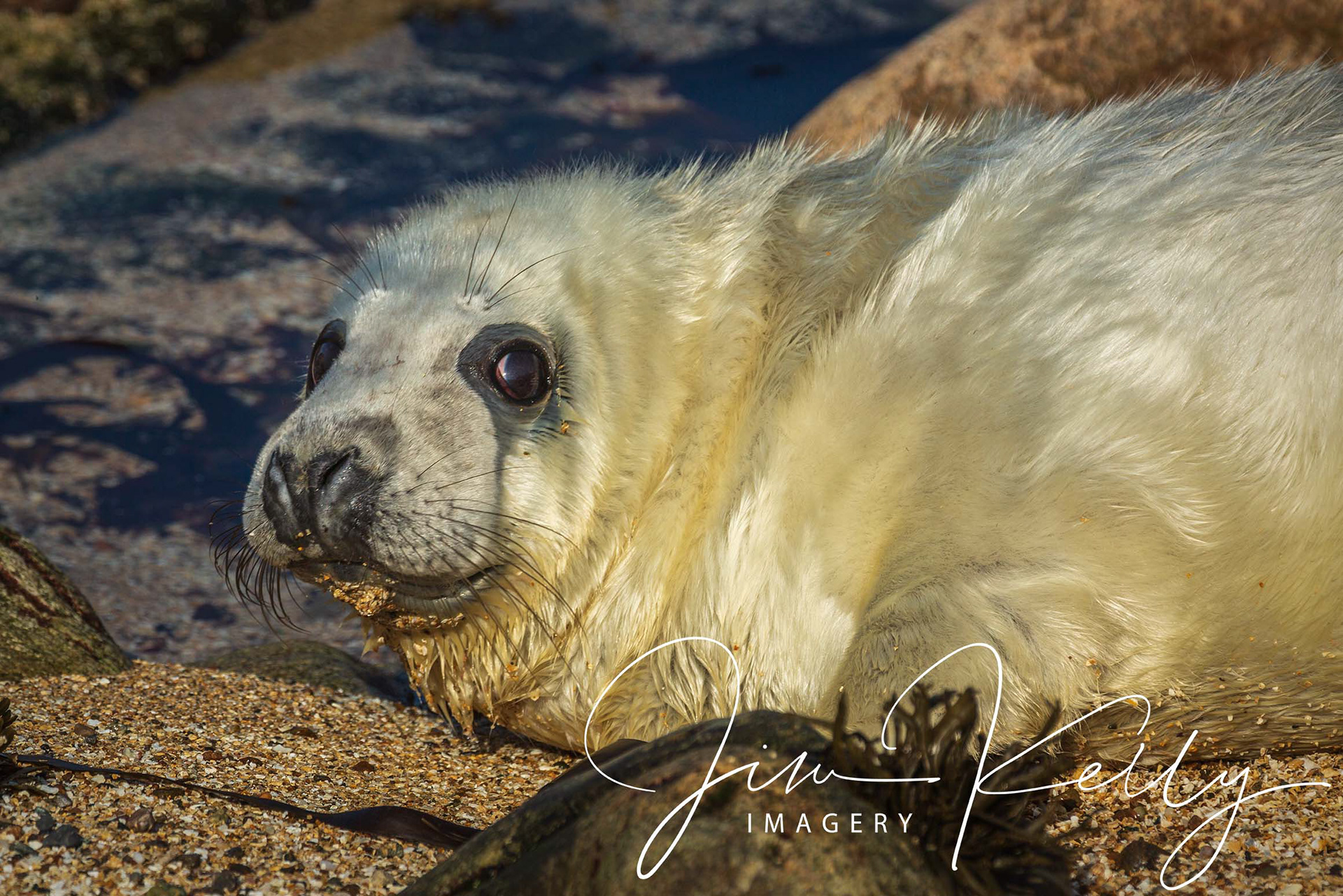 So Cute (Ref: DIG06576)