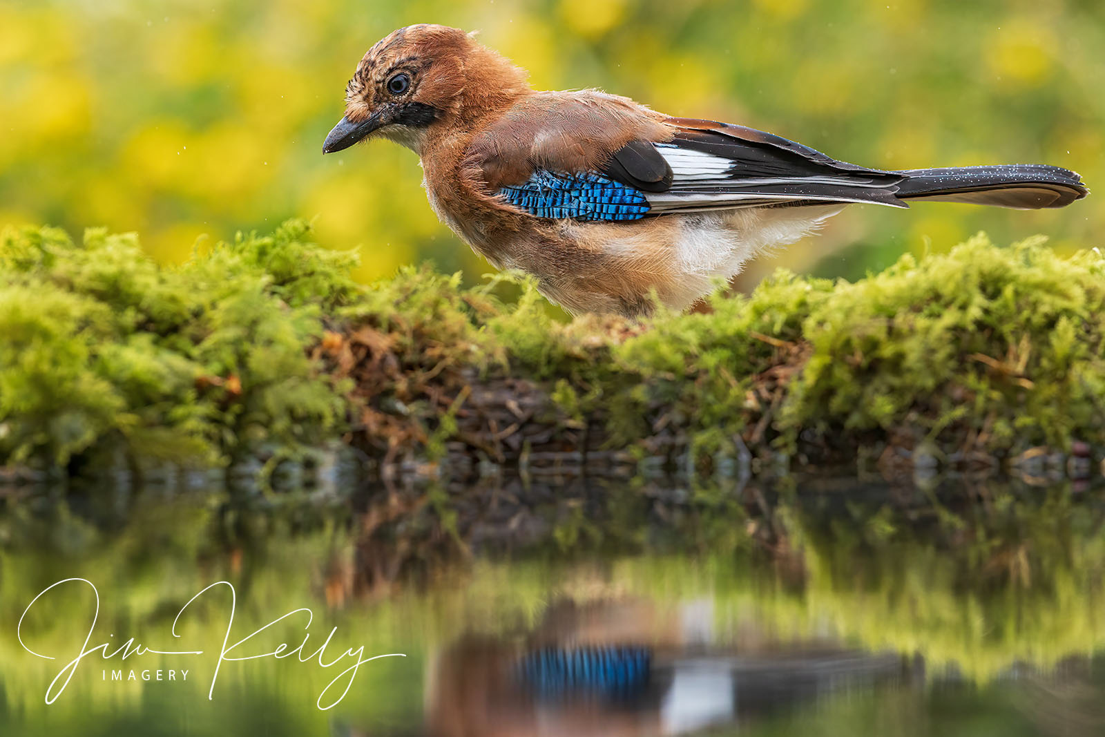 Jay Walking (Ref: DIG18520)