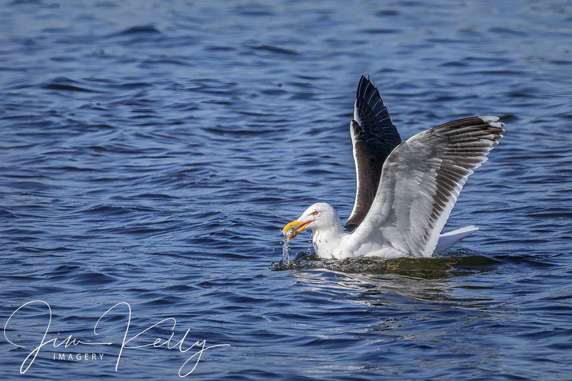 Fish Supper (Ref: DIG16111)