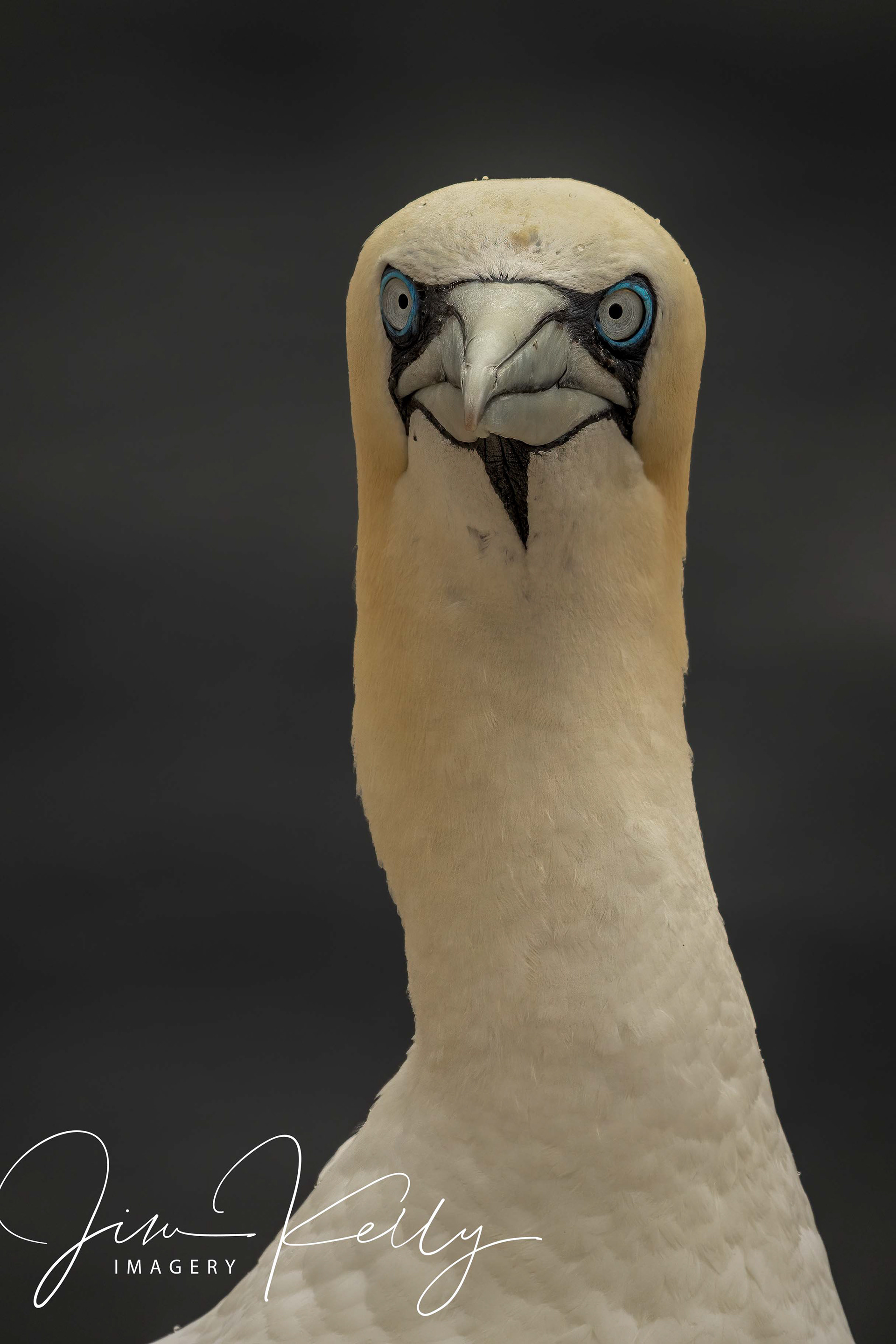 Who's Lookin' at You? (Ref: DIG07687)