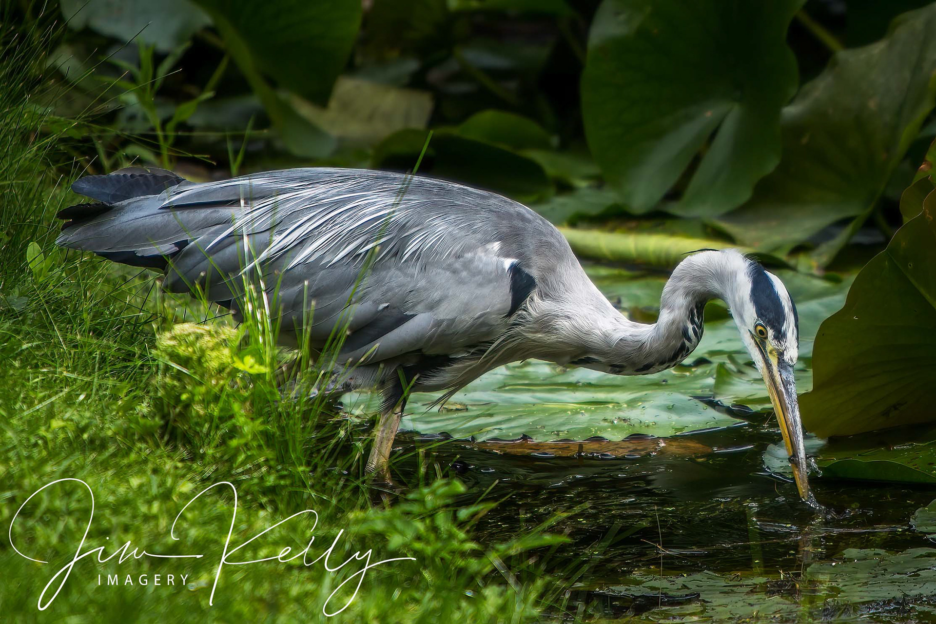 Fishing (Ref: DIG04843)