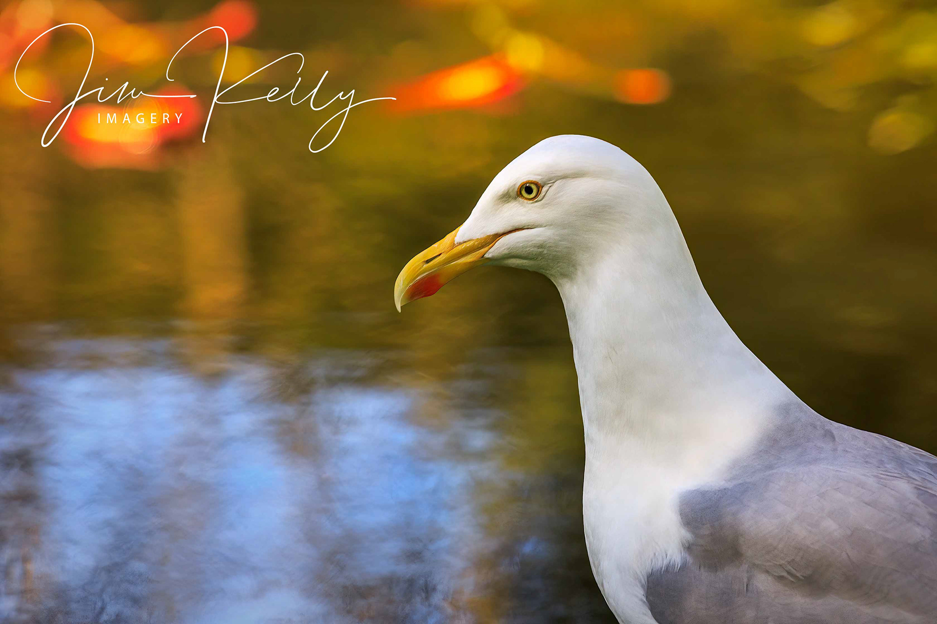 Portrait of a Seagull (Ref: DIG15512)