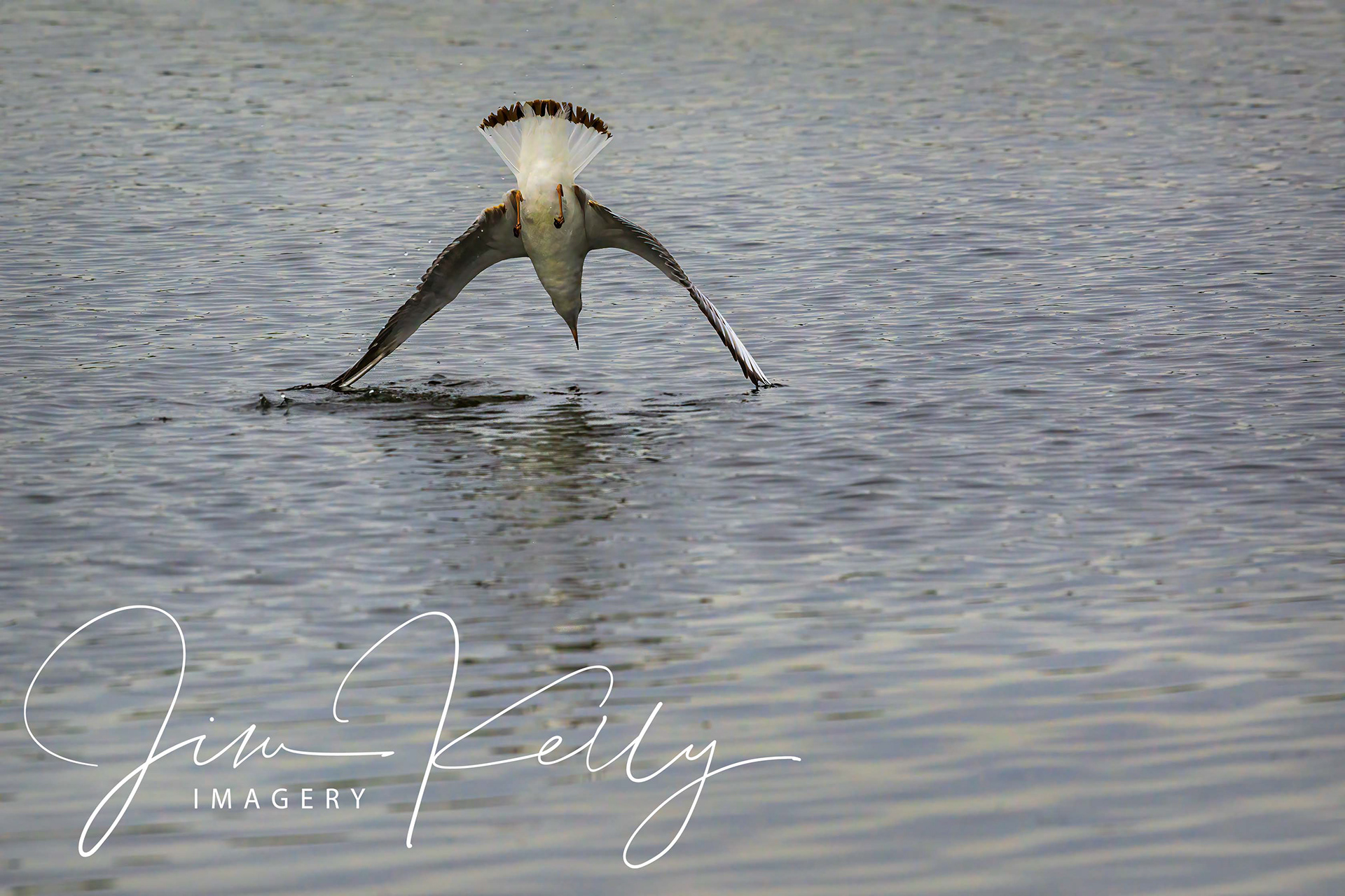 Diving for Food (Ref: DIG16801)