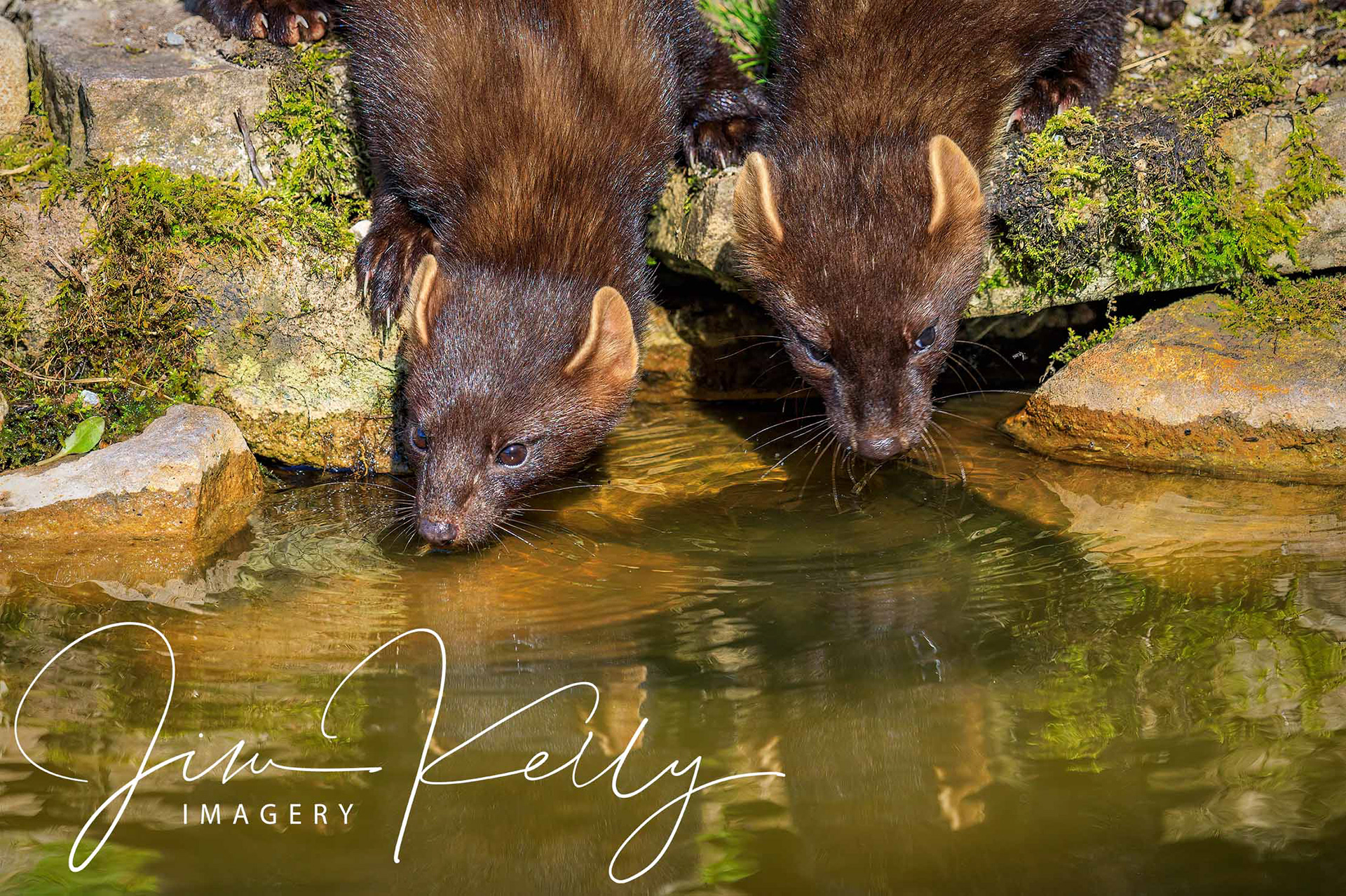 Thirsty Work (Ref: DIG15281)