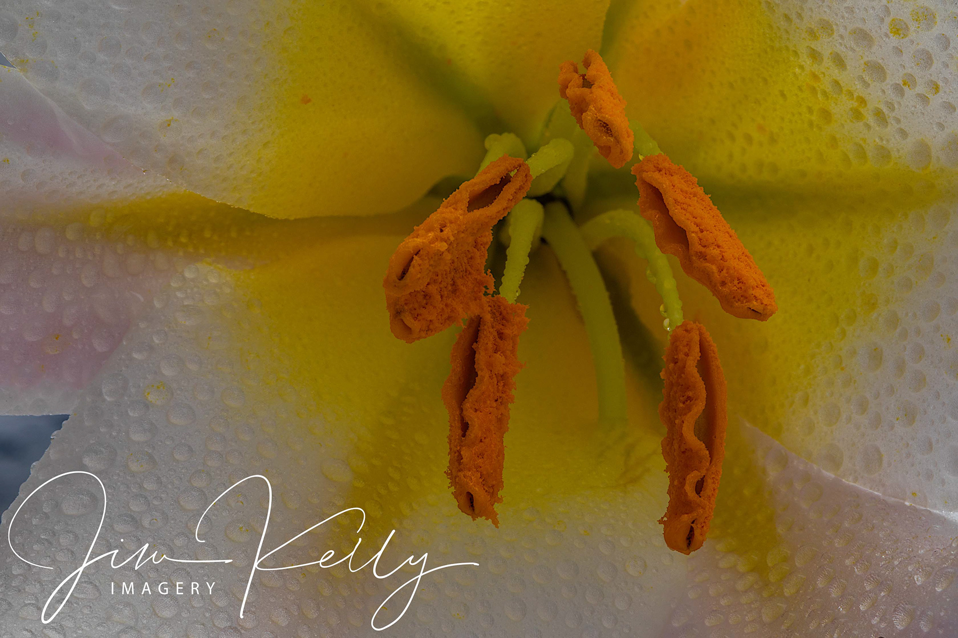 Lilly (Ref: DIG07816)