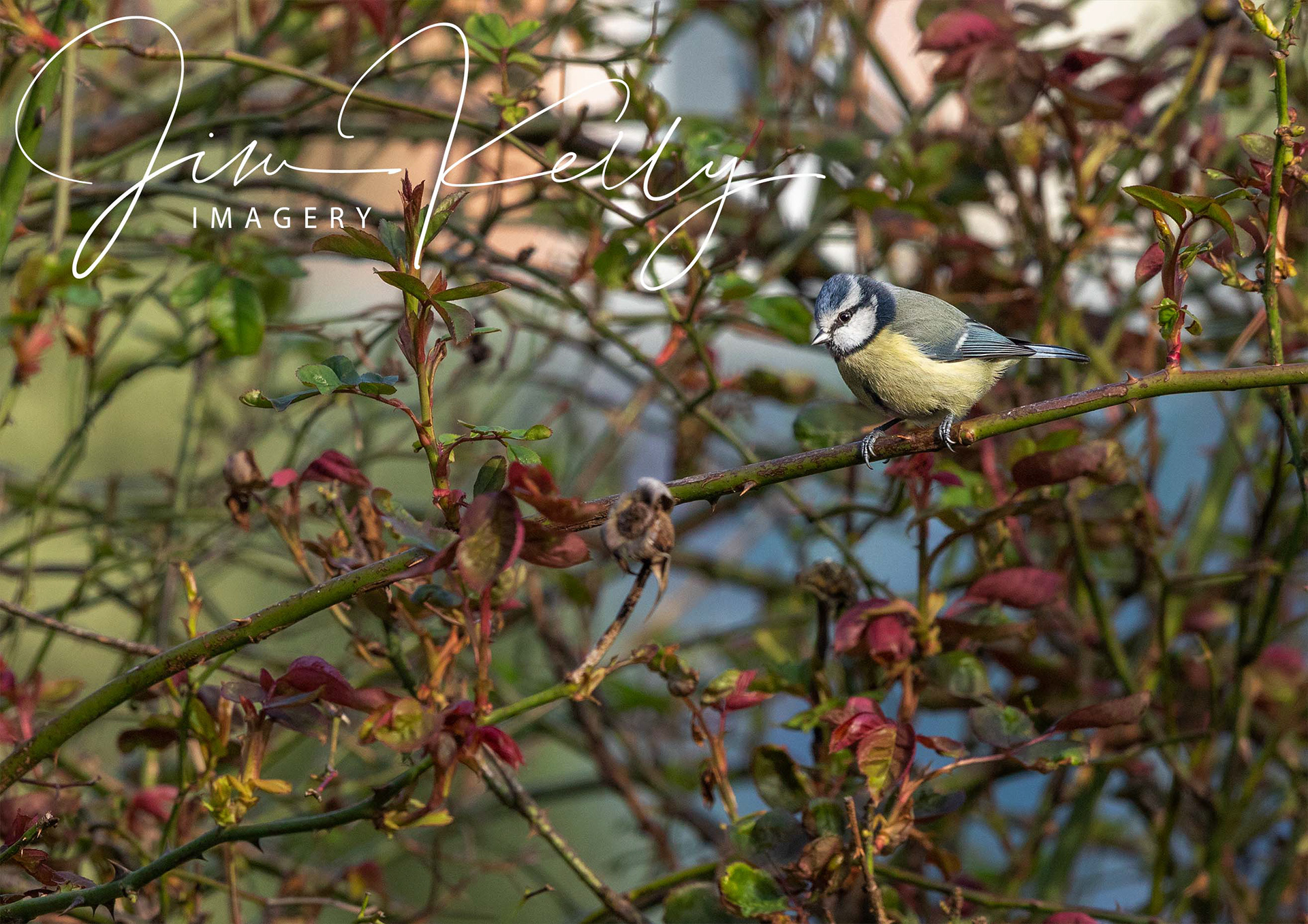 In the Bushes (Ref: DIG09462)