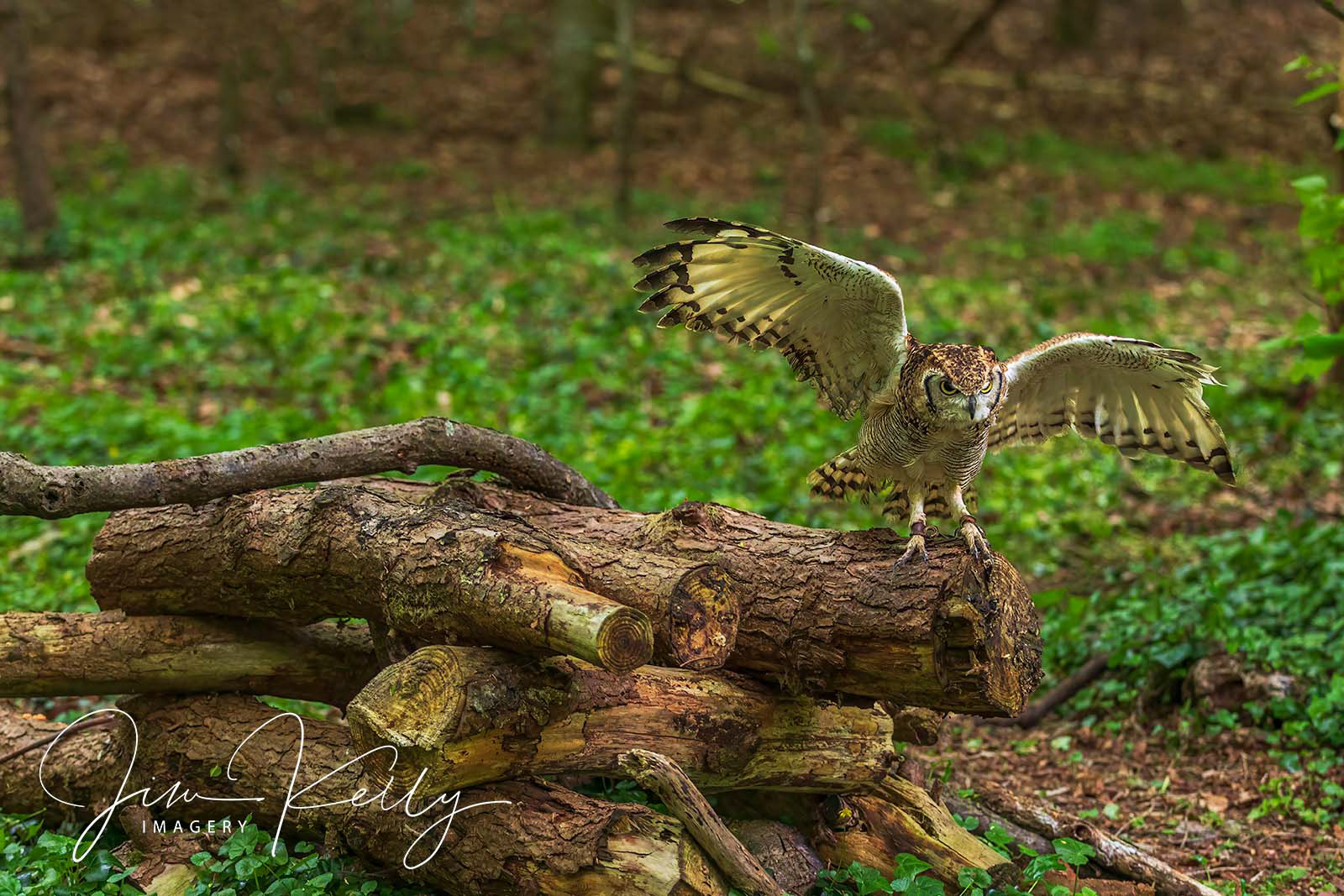 Tawney Owl (Ref: DIG18018)