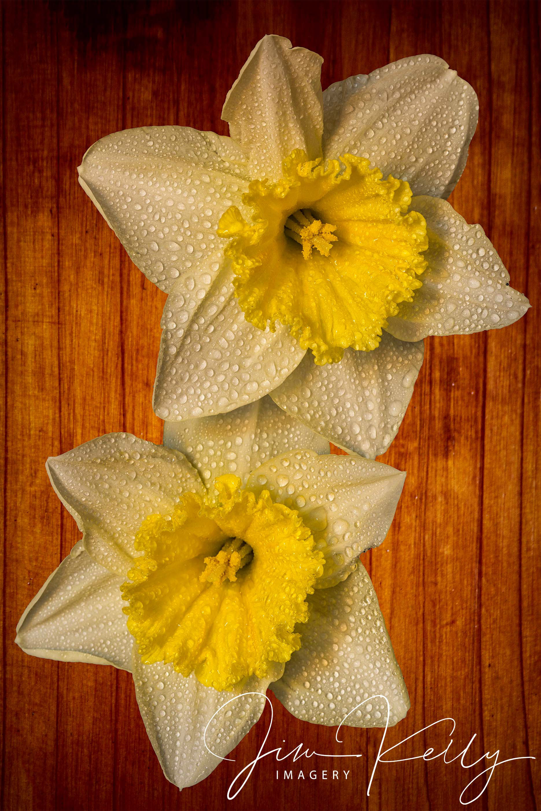 Daffs (Ref: DIG05950)