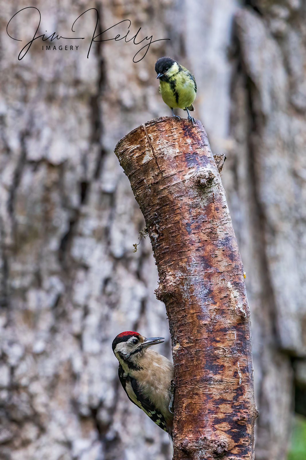 What Ya Doing Down There? (Ref: DIG18663)