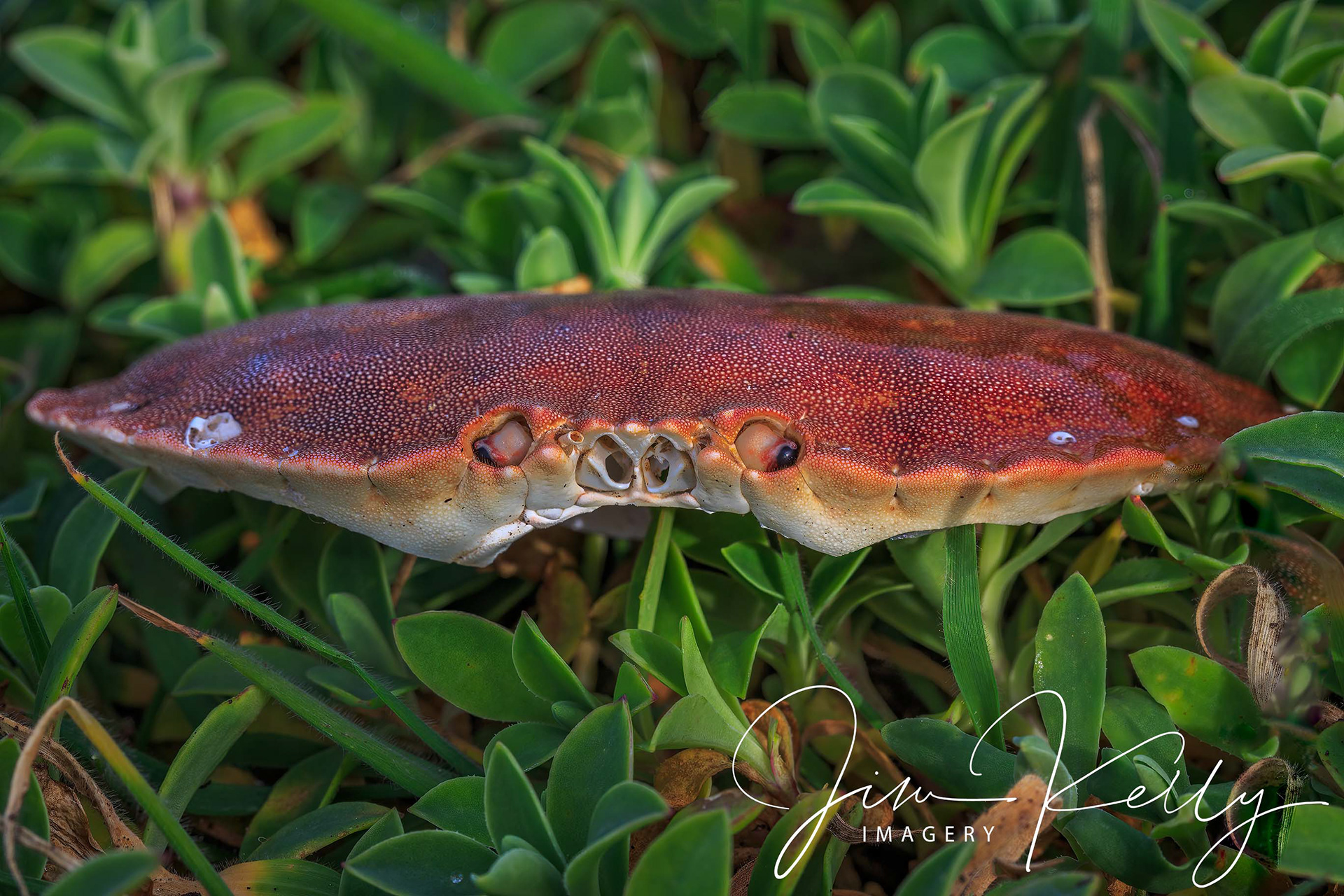 Crab Shell (Ref: DIG05105)