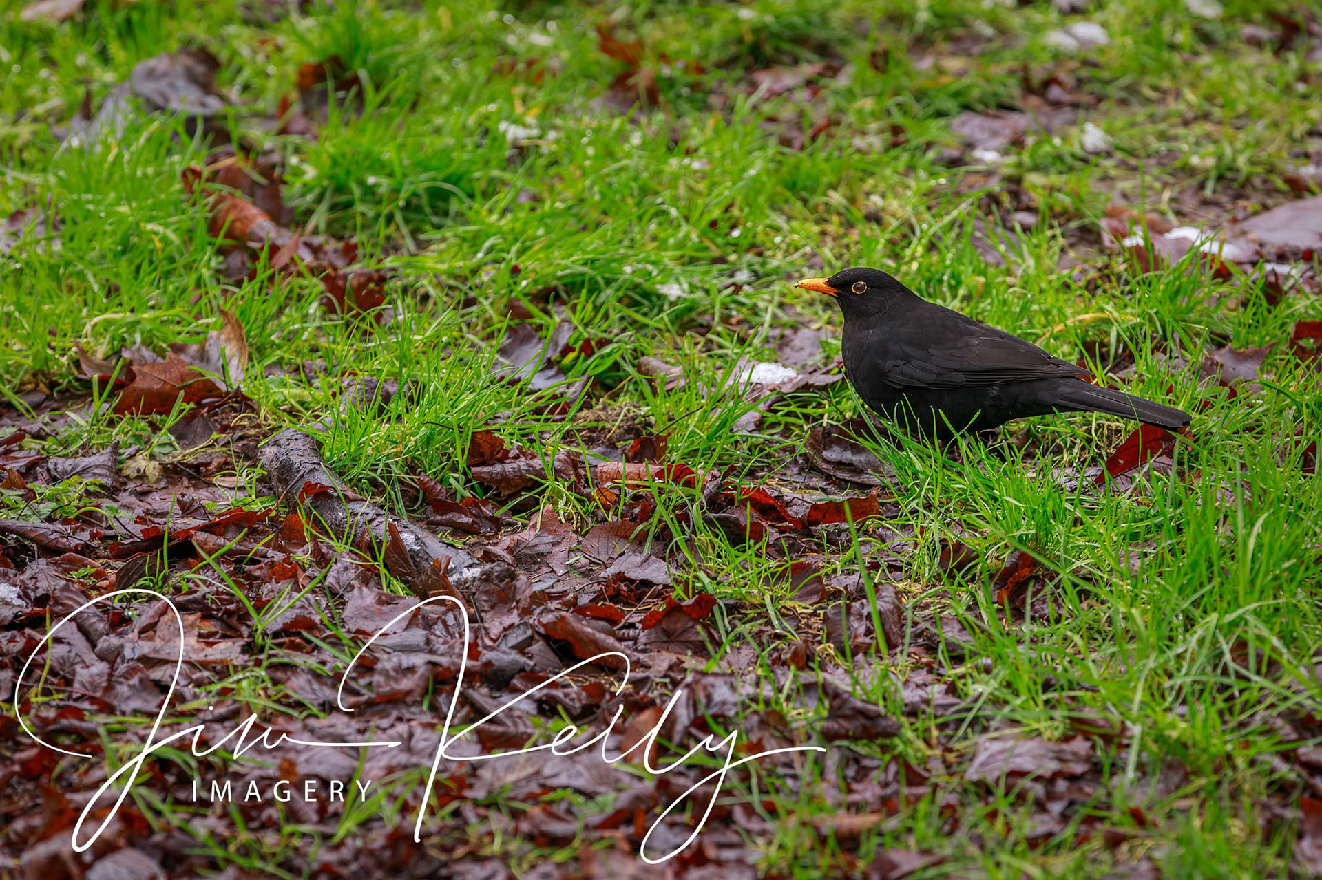 Blackbird (Ref: DIG15504)