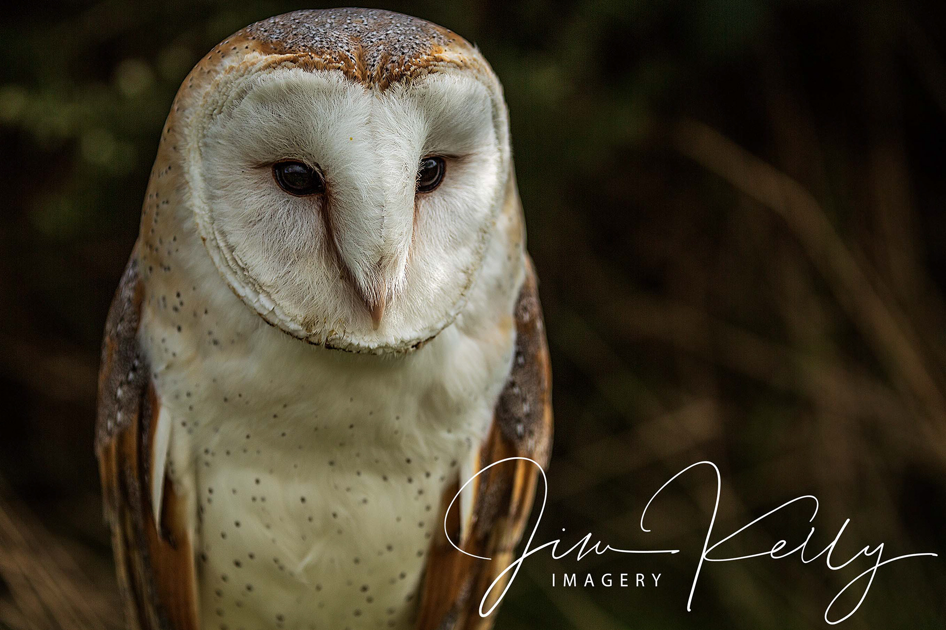What a Hoot (Ref: DIG05884)