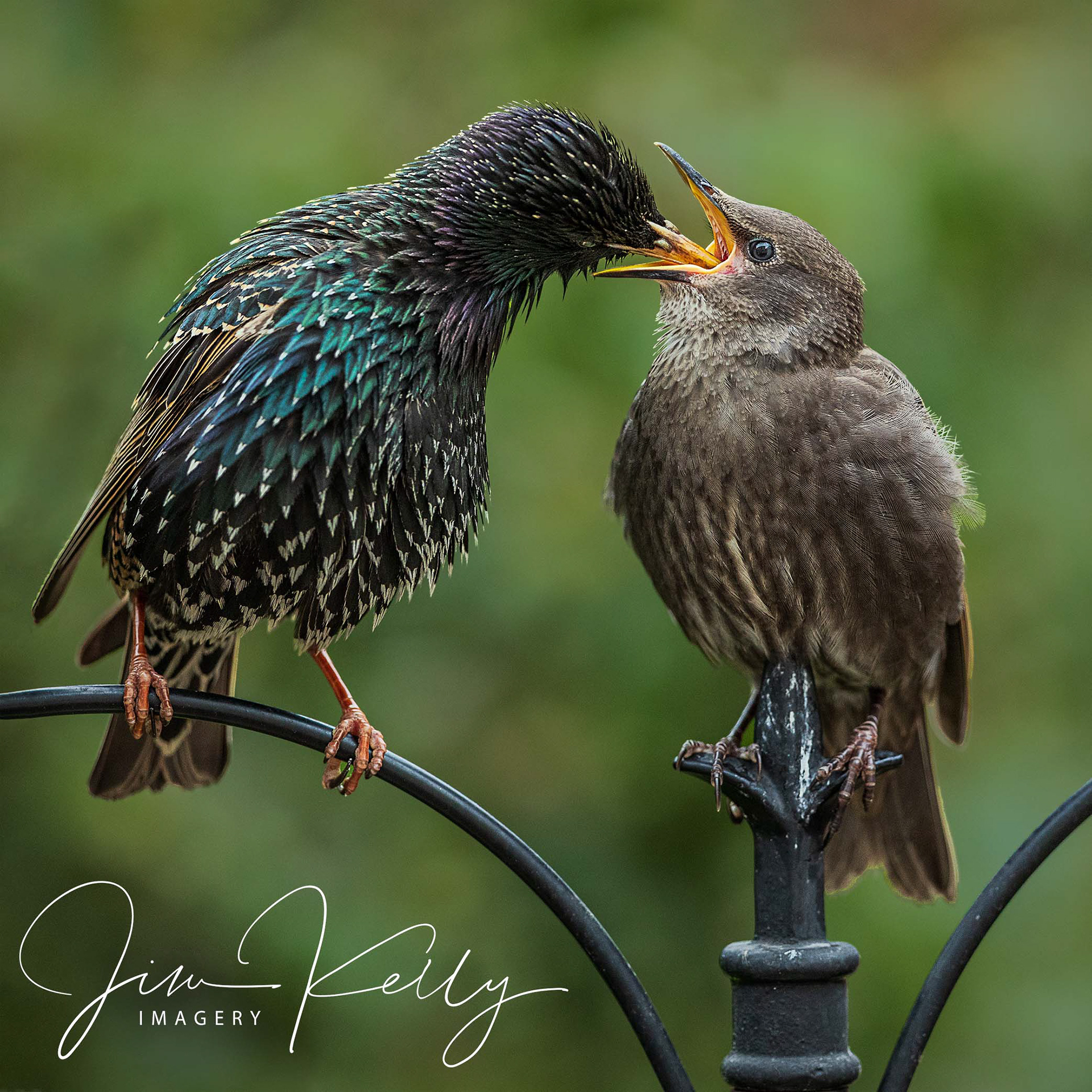 Feeding Time (Ref: DIG11942)